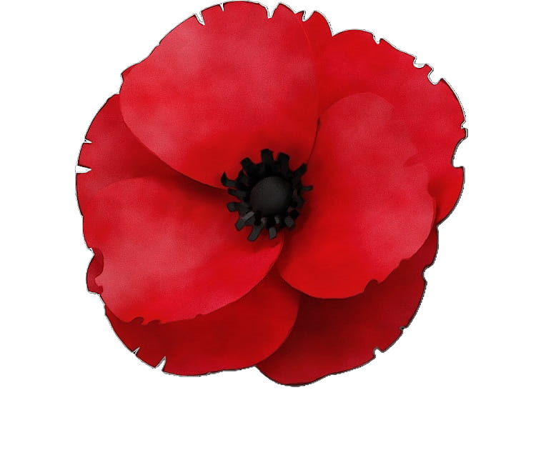 A red poppy flower with black center and slightly ruffled petals.