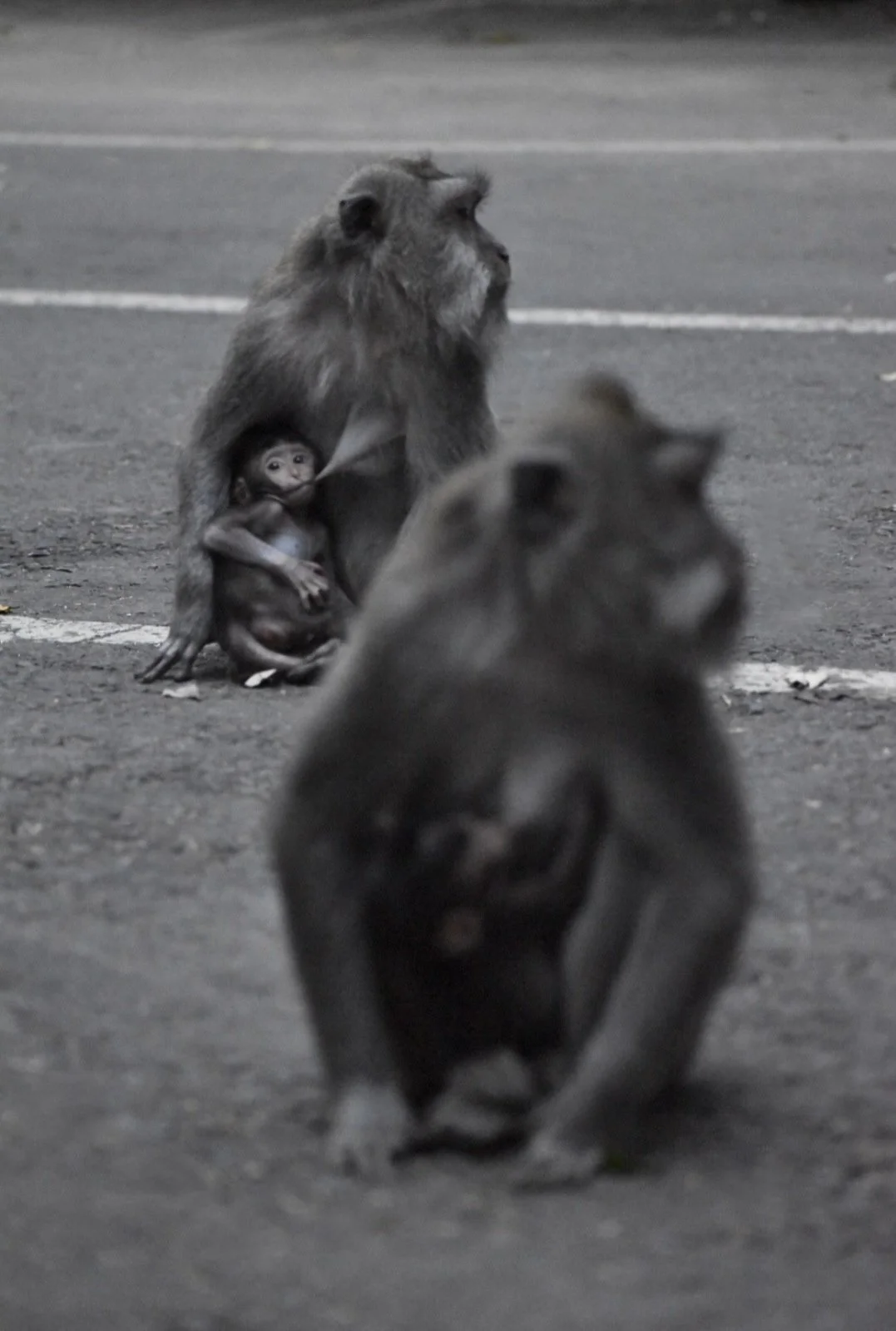 Screenshot_20240625-105911_Gallery (2).jpg