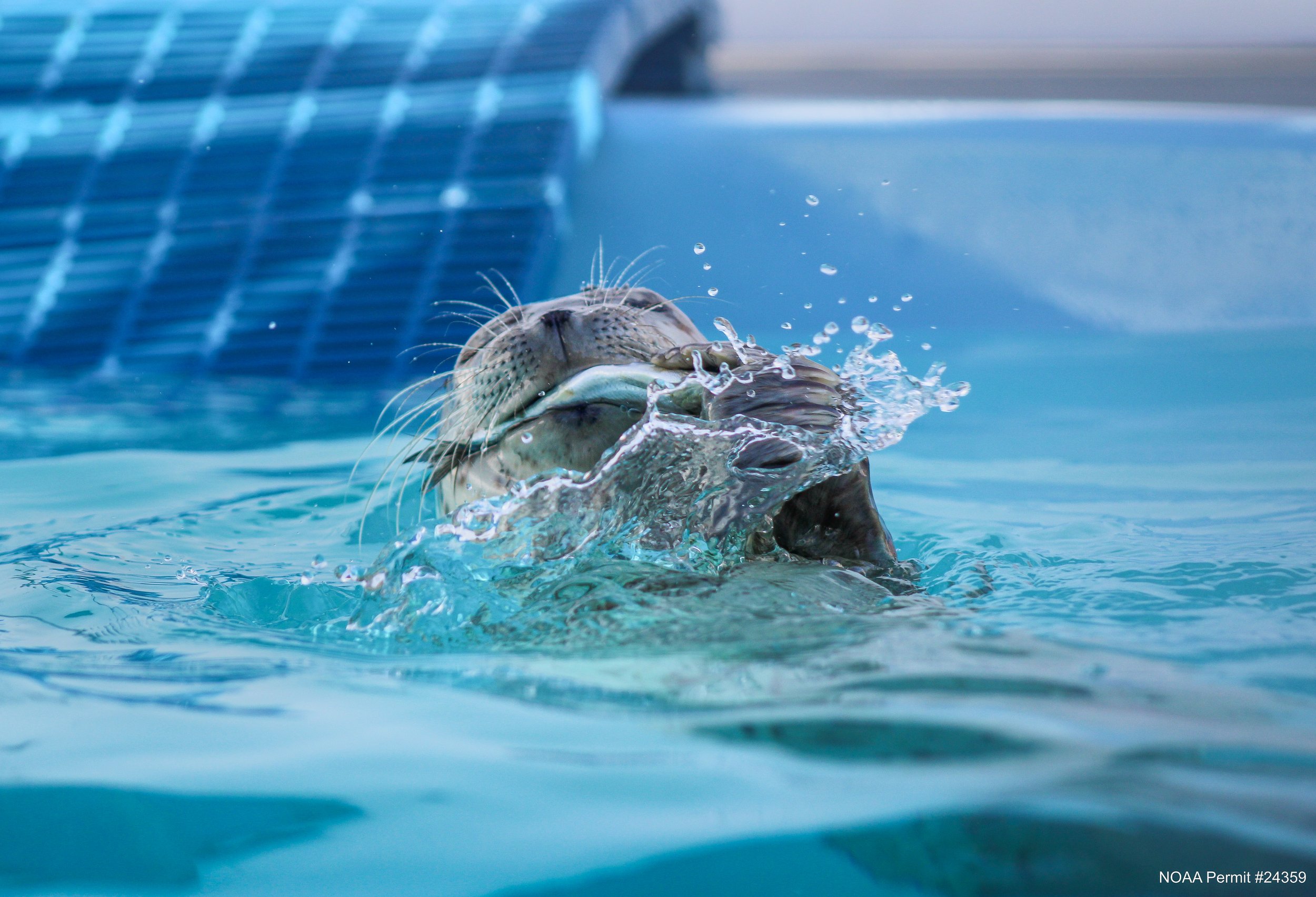 25_13_PV_POOL_EATING_11 (1).jpg