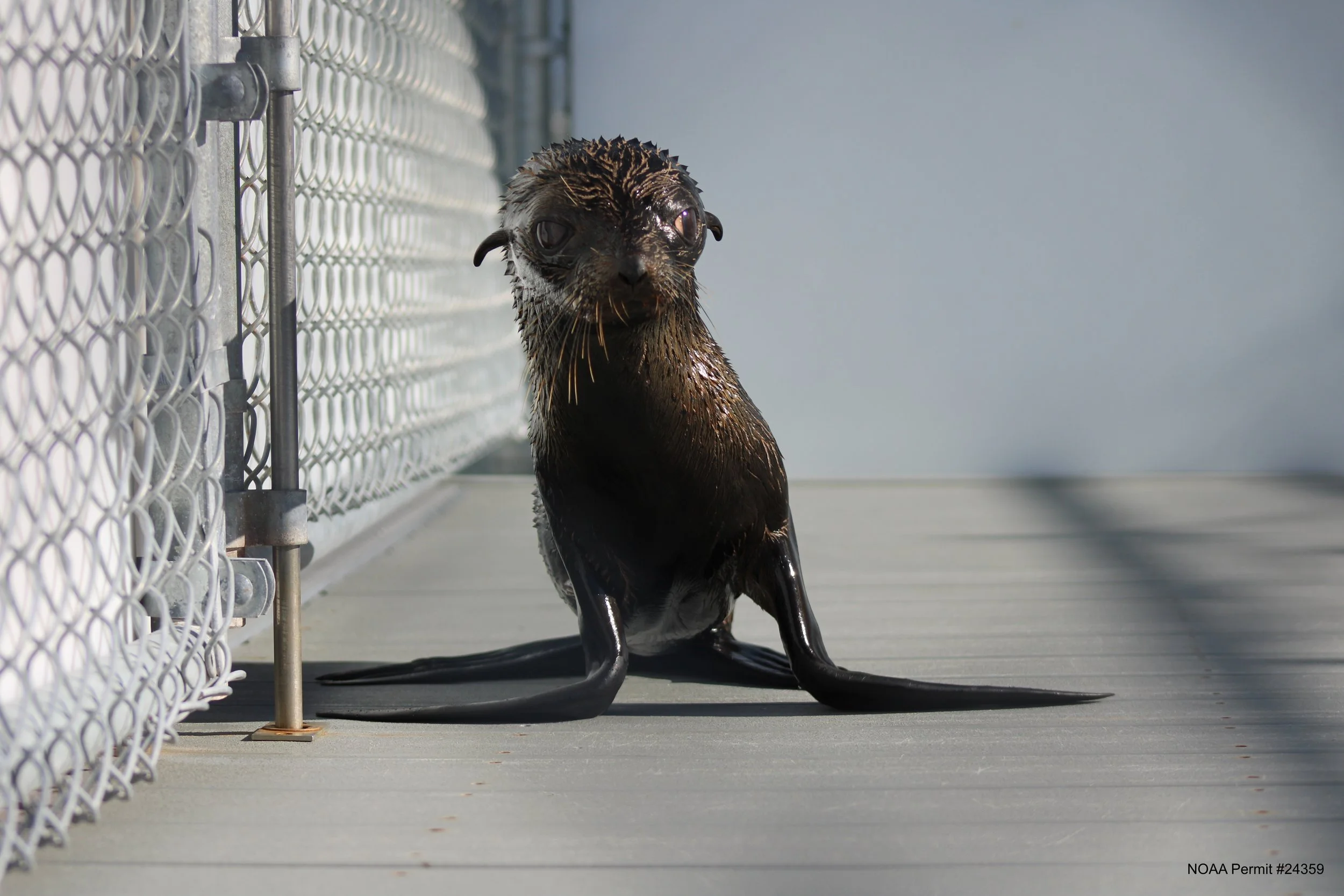 Sealife Response, Rehab, and Research (SR3)