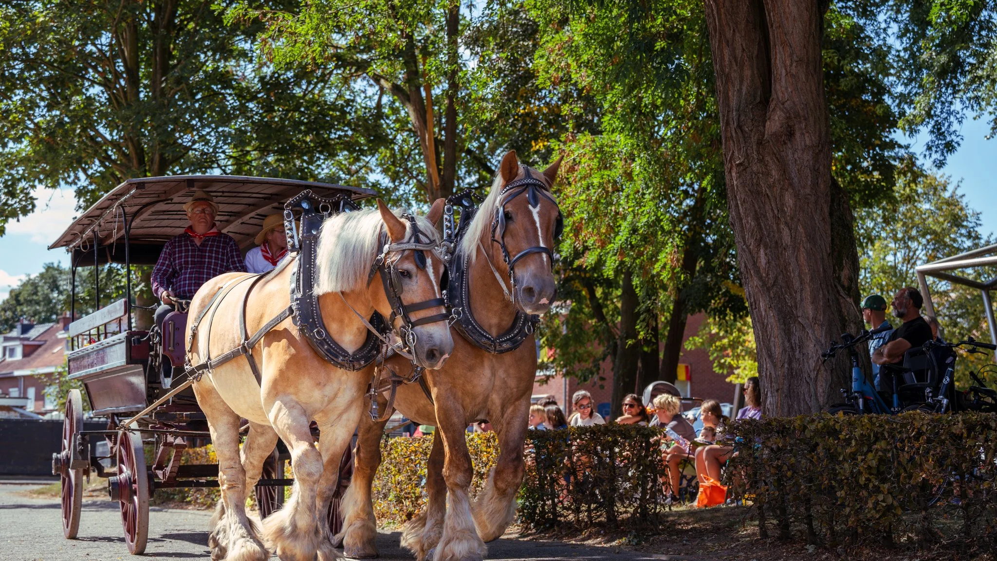 A horse-drawn carriage with two draft horses traveling through a park, with people sitting on benches under trees in the background.