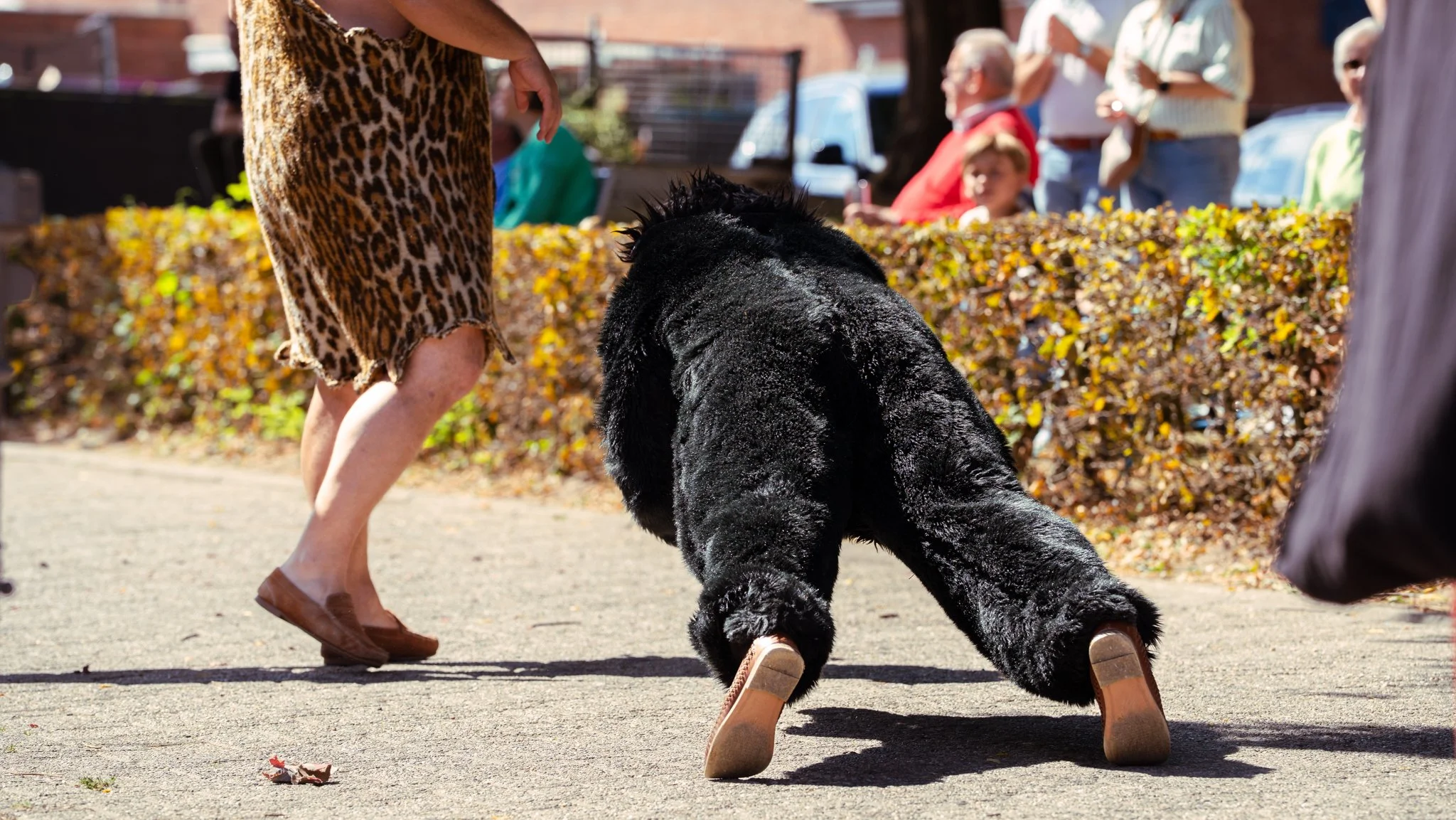 A person in a leopard print dress and brown shoes standing near a large black bear wearing brown shoes in a park-like setting. Several onlookers are observing in the background, separated by a hedge.