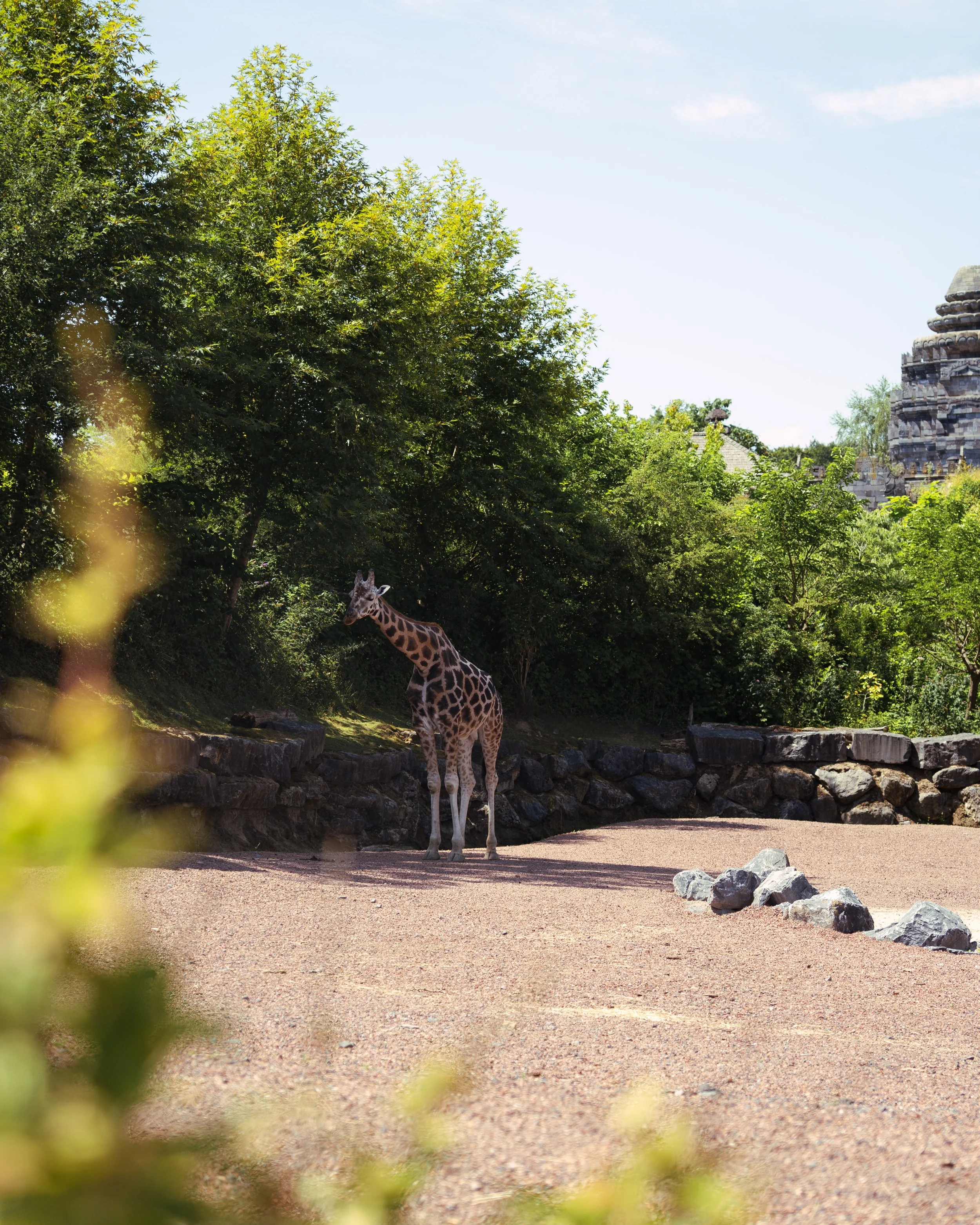 A giraffe standing on a dirt path with green trees and rocks, and a stone structure in the background.