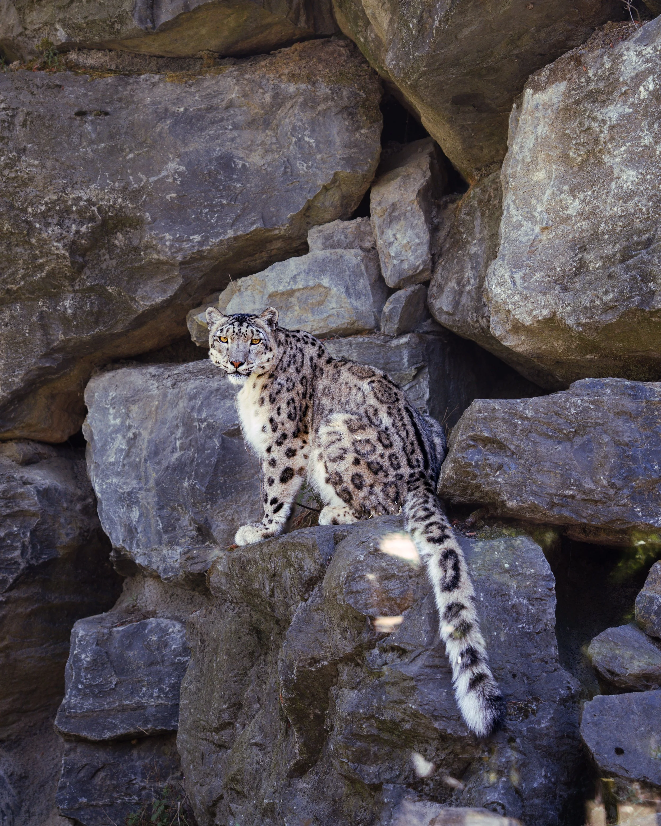 A snow leopard sitting on rocks amidst a rocky landscape.