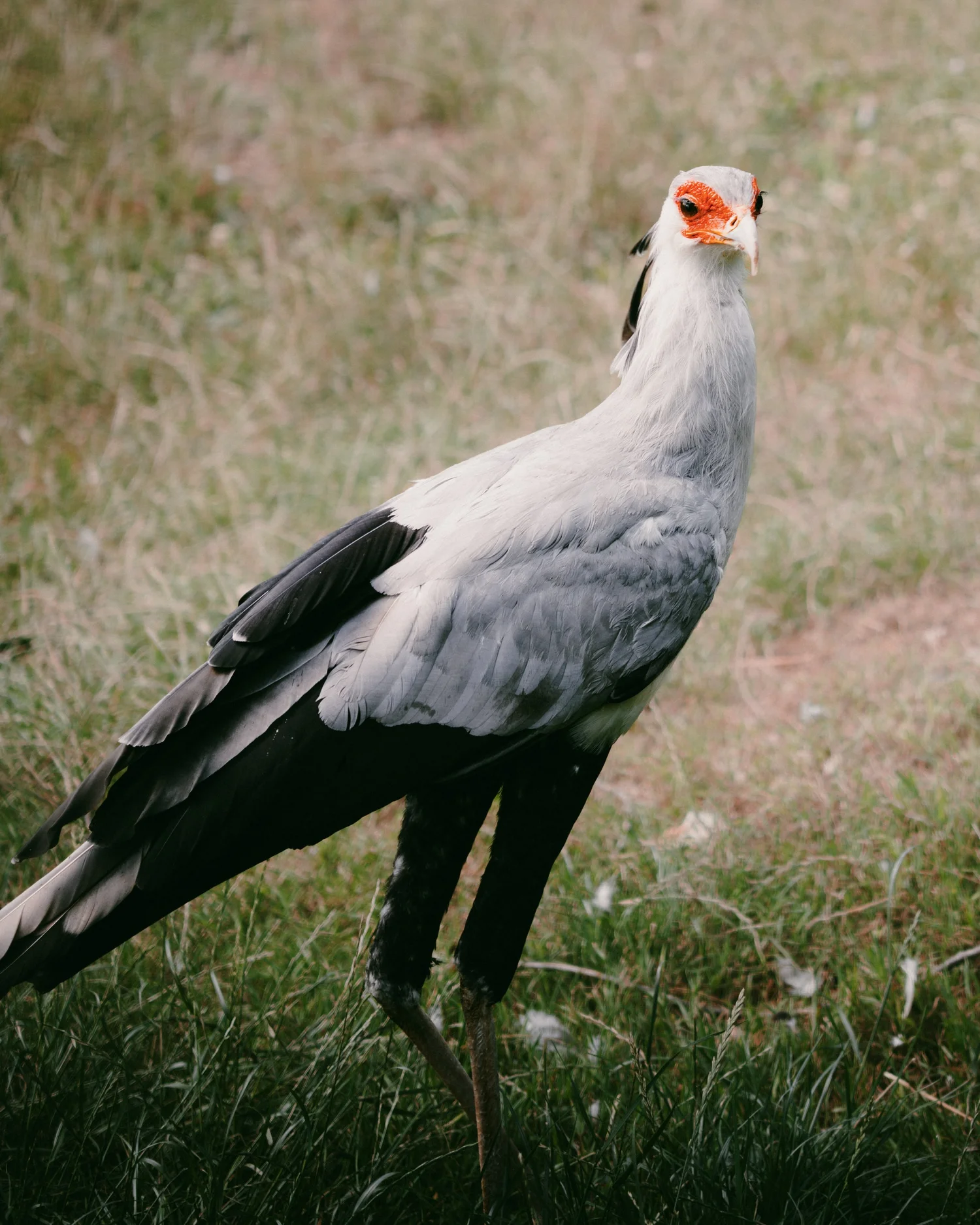 Pairi Daiza, natuurbeeld, reisfotografie, fotograaf Antwerpen, yelu visuals