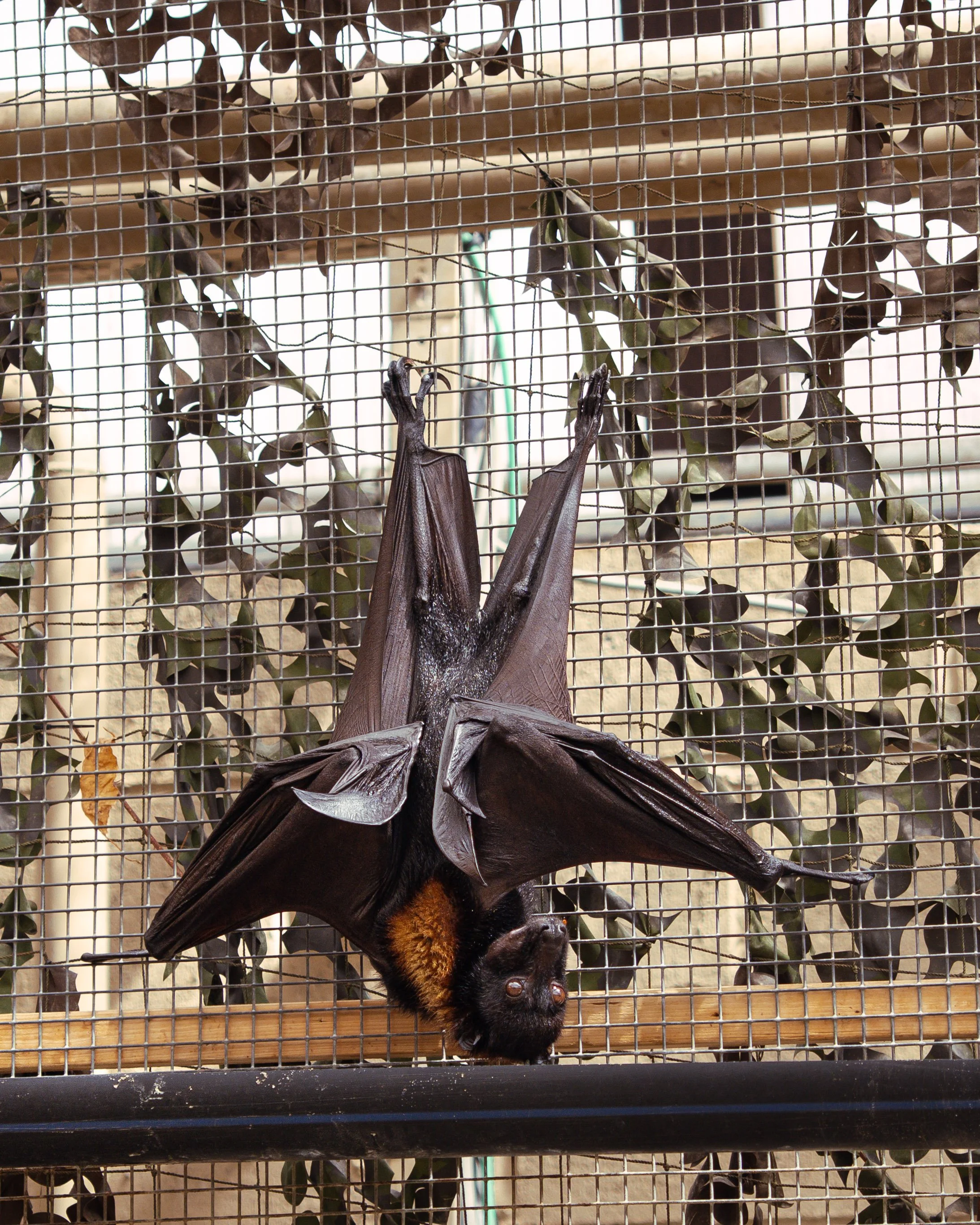 A bat hanging upside down inside a wire mesh cage with dried leaves and branches in the background.