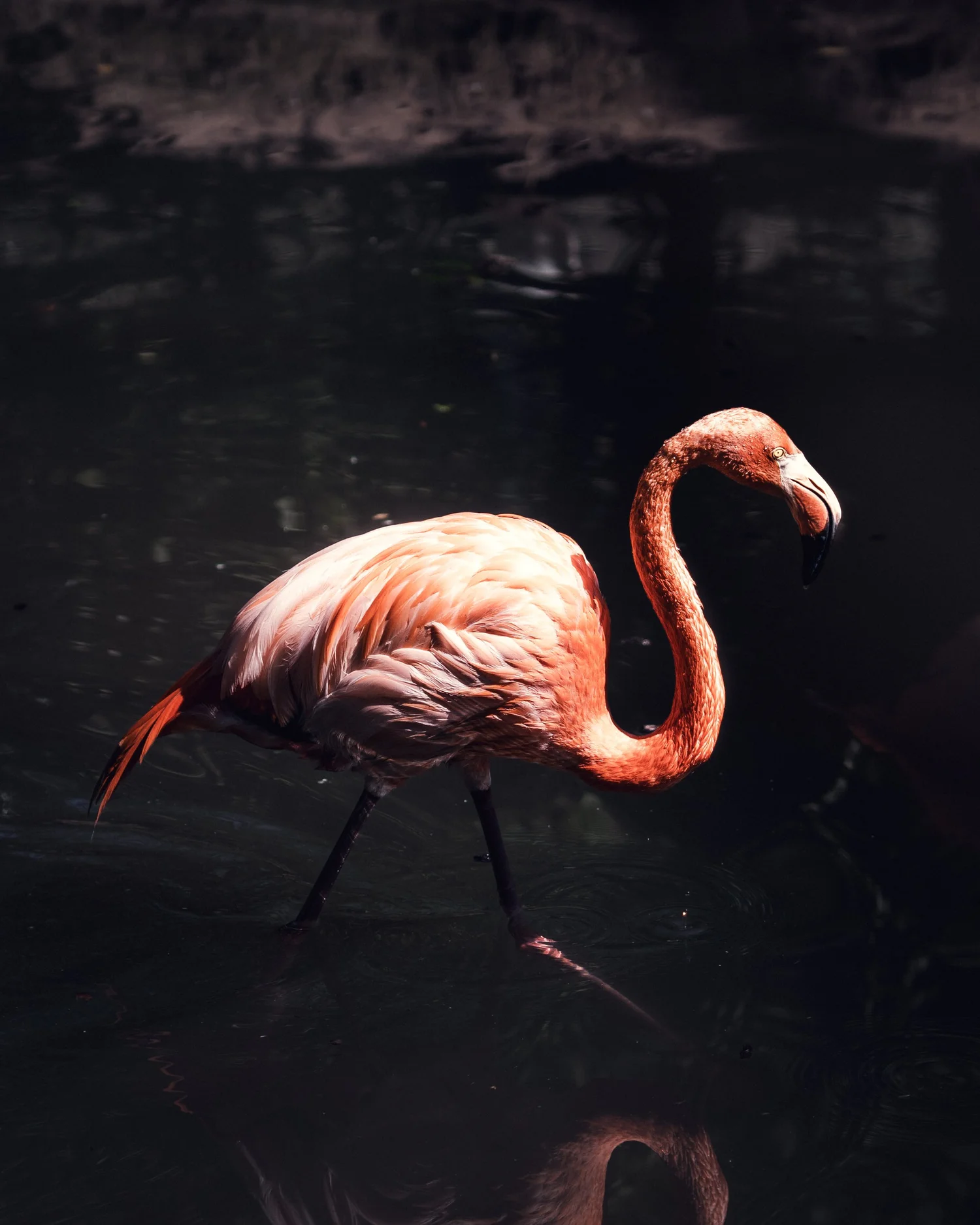 Pairi Daiza reisfotografie, fotograaf Puurs, Antwerpen, yelu visuals
