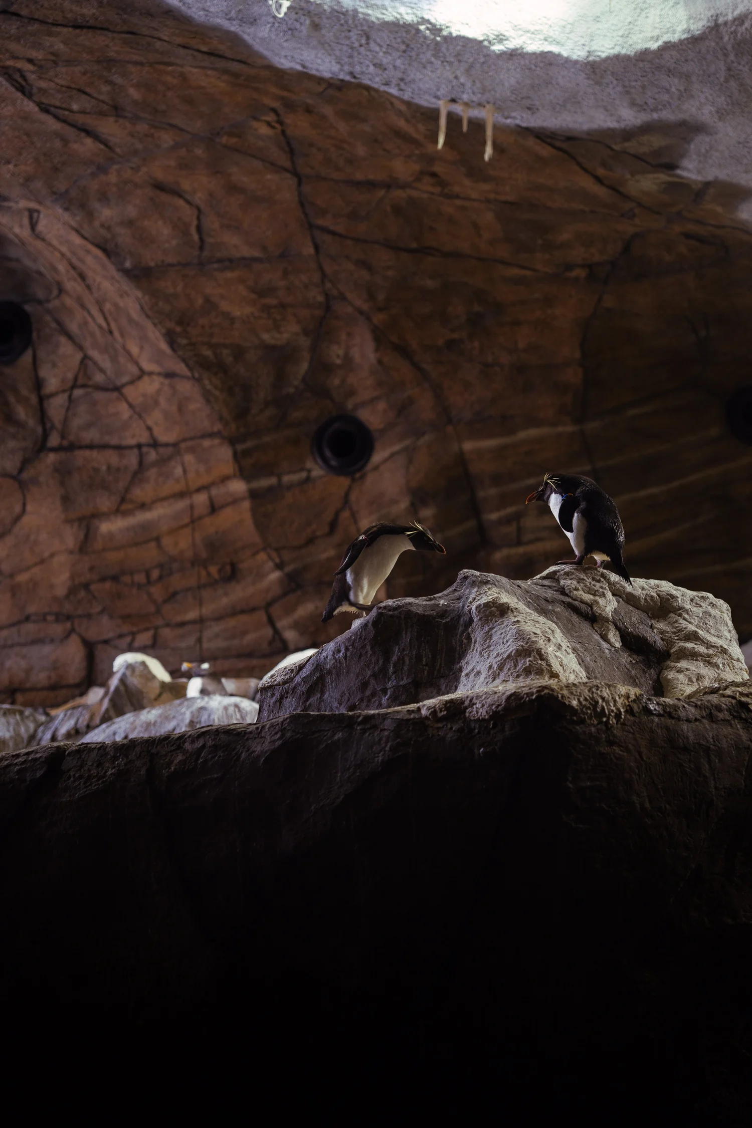 Pairi Daiza, natuurbeeld, reisfotografie, fotograaf Antwerpen, yelu visuals