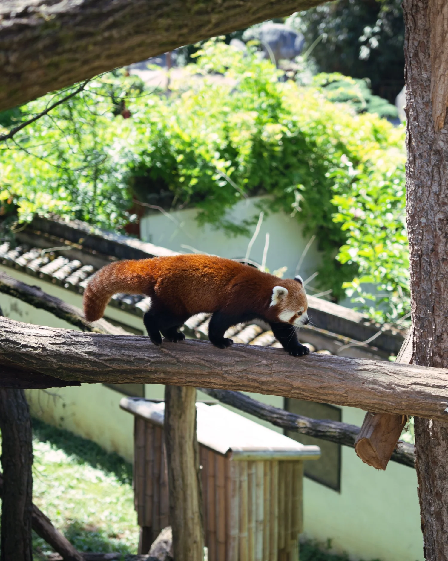 Pairi Daiza, natuurbeeld, reisfotografie, fotograaf Antwerpen, yelu visuals