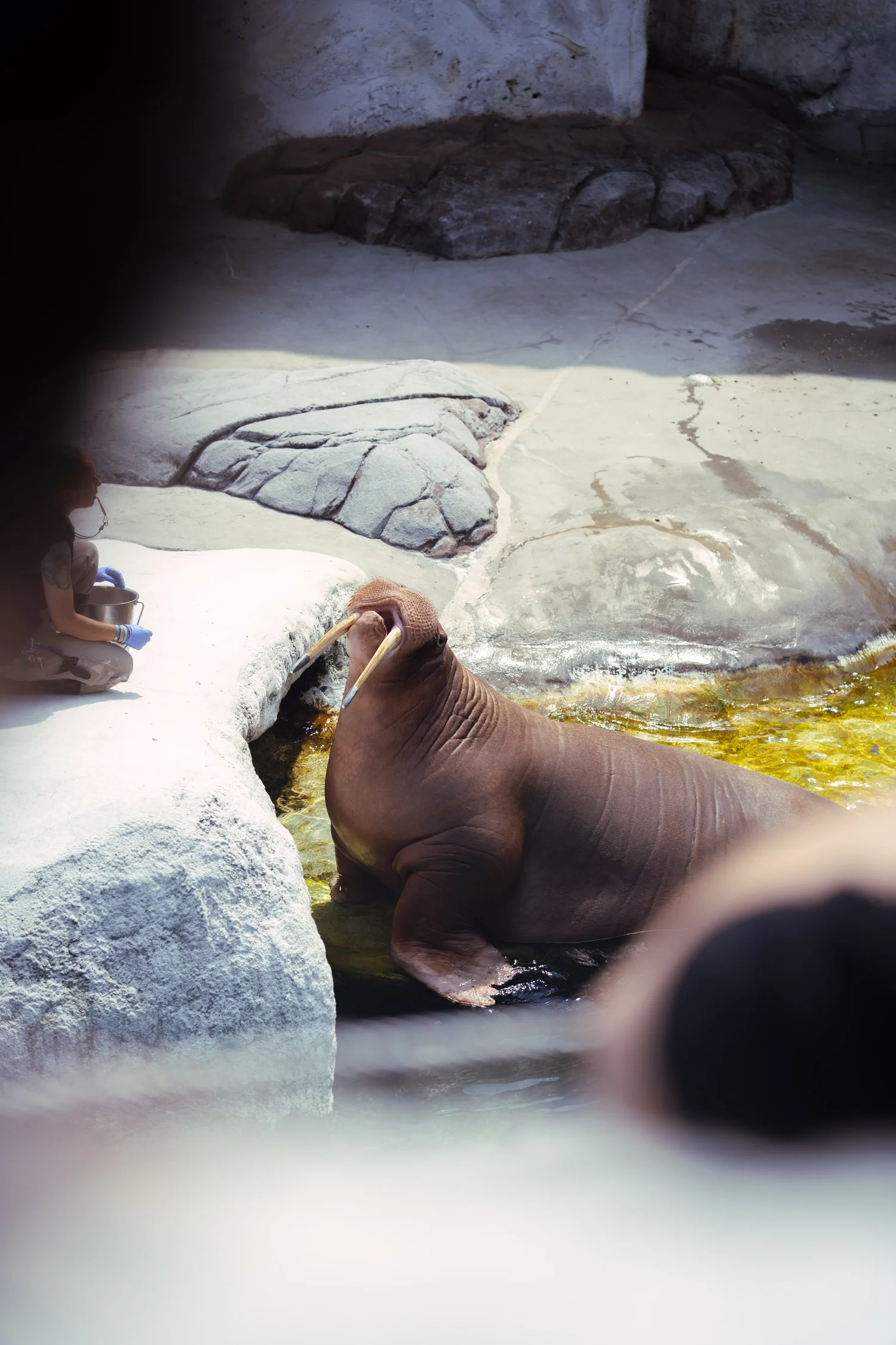 Pairi Daiza reisfotografie, fotograaf Puurs, Antwerpen, yelu visuals