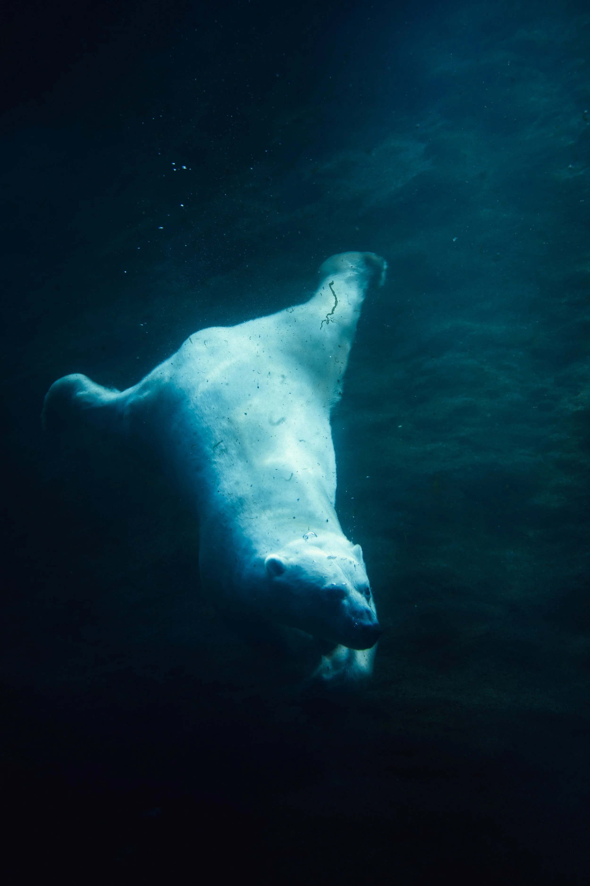 A swimming polar bear submerged in water.