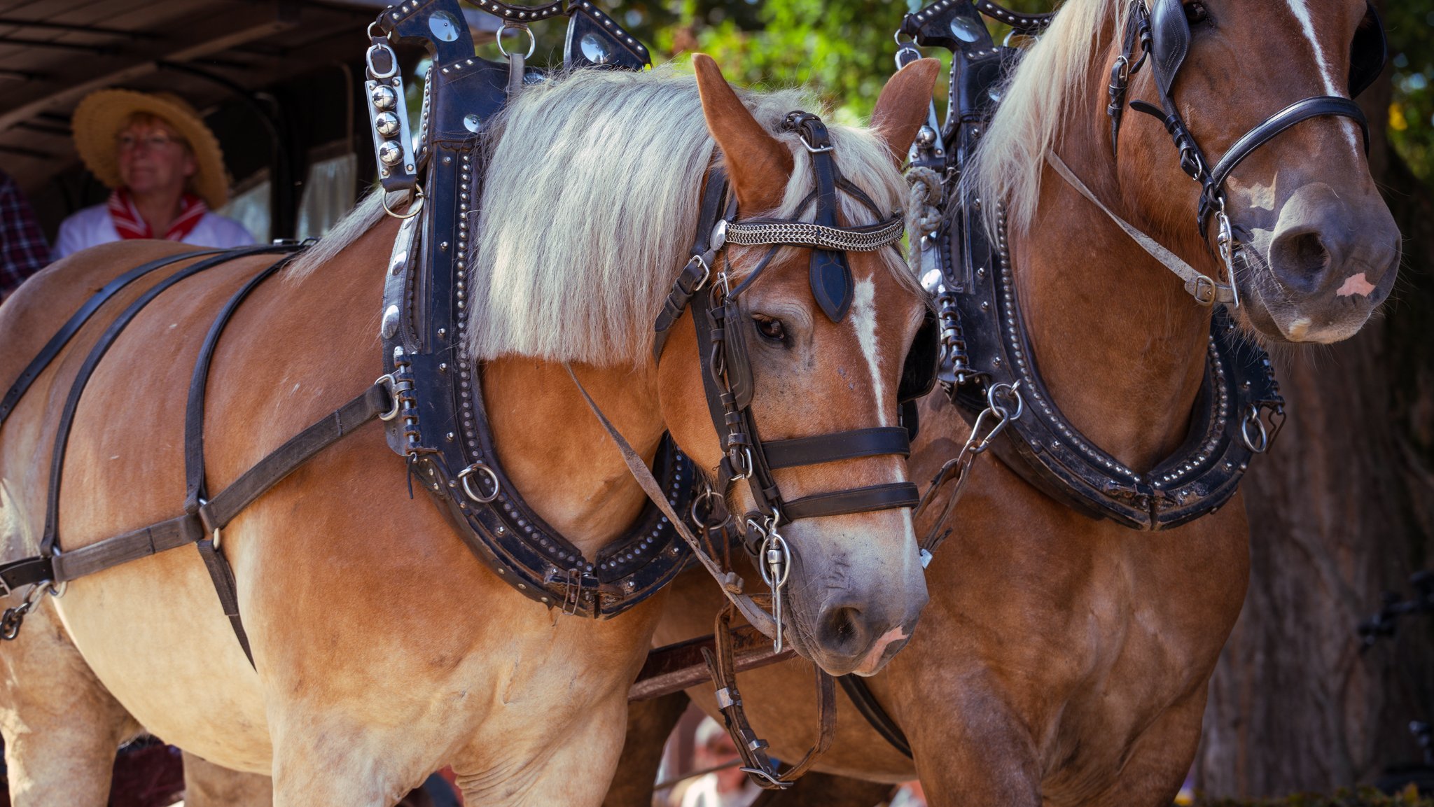 Two horses with decorative harnesses standing close together, with people in the background.