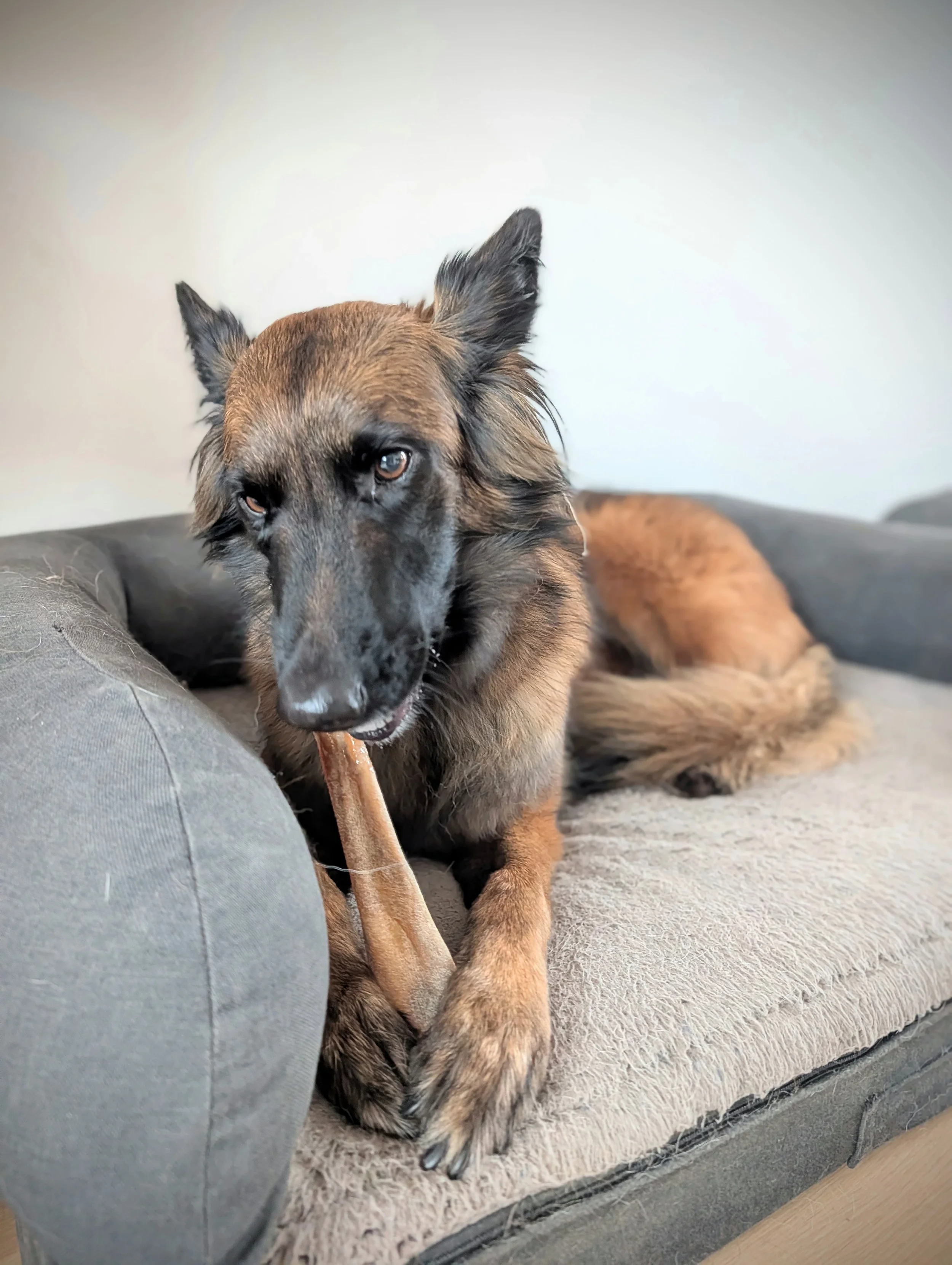 Un chien de race berger belge malinois allongé sur un lit gris clair, mordant un os en bois, avec un mur blanc en arrière-plan.