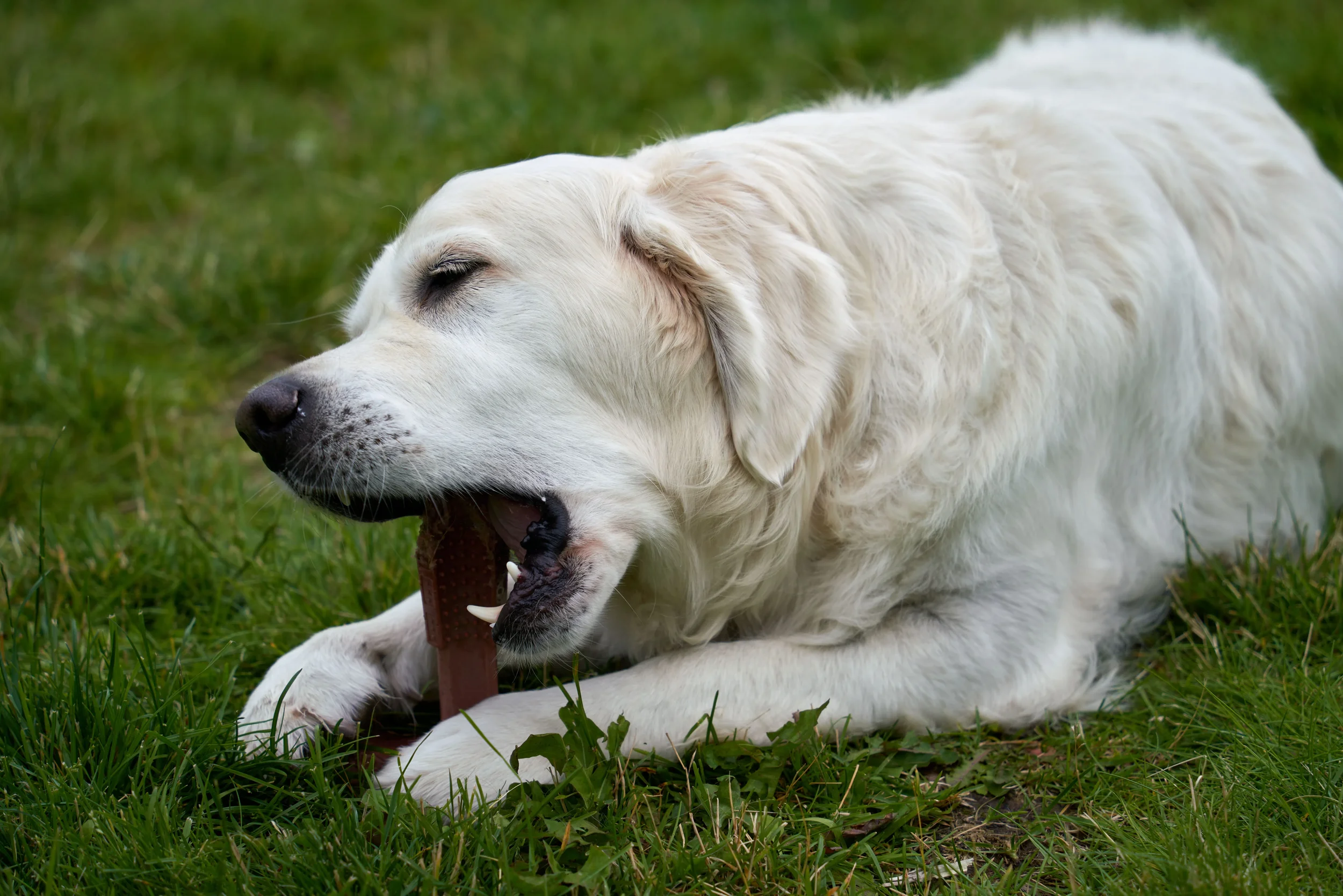 Comment bien choisir la mastication de son chien ?