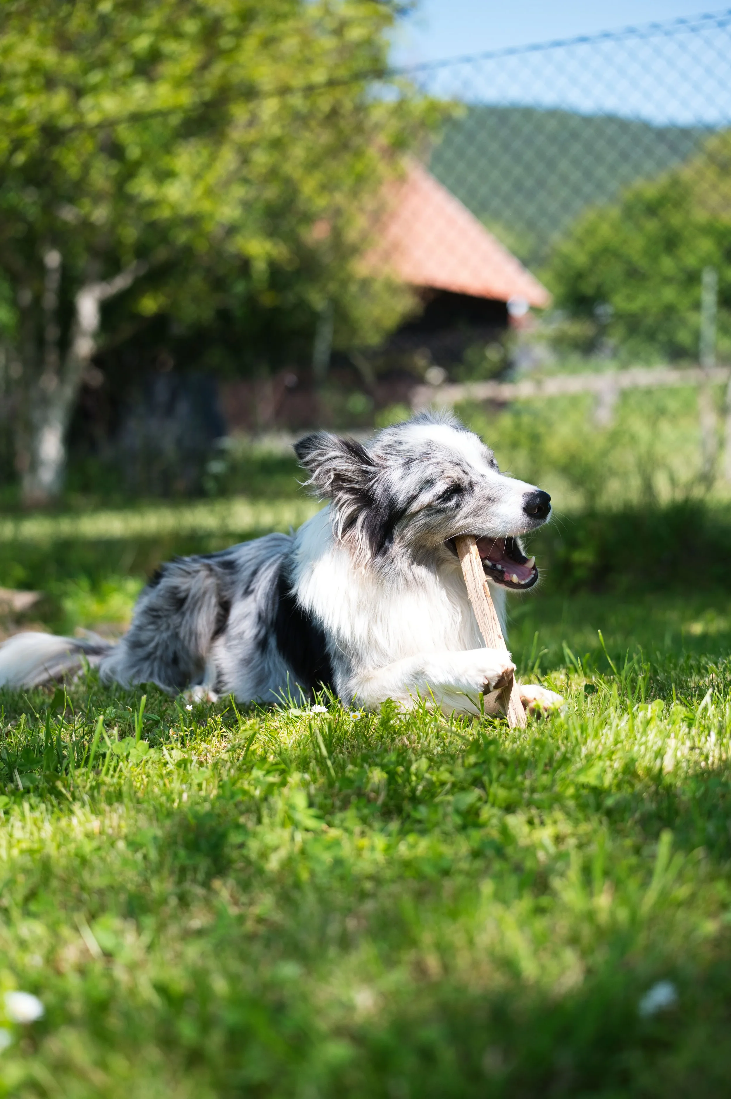 Quels sont les vrais bienfaits de la mastication chez le chien ?