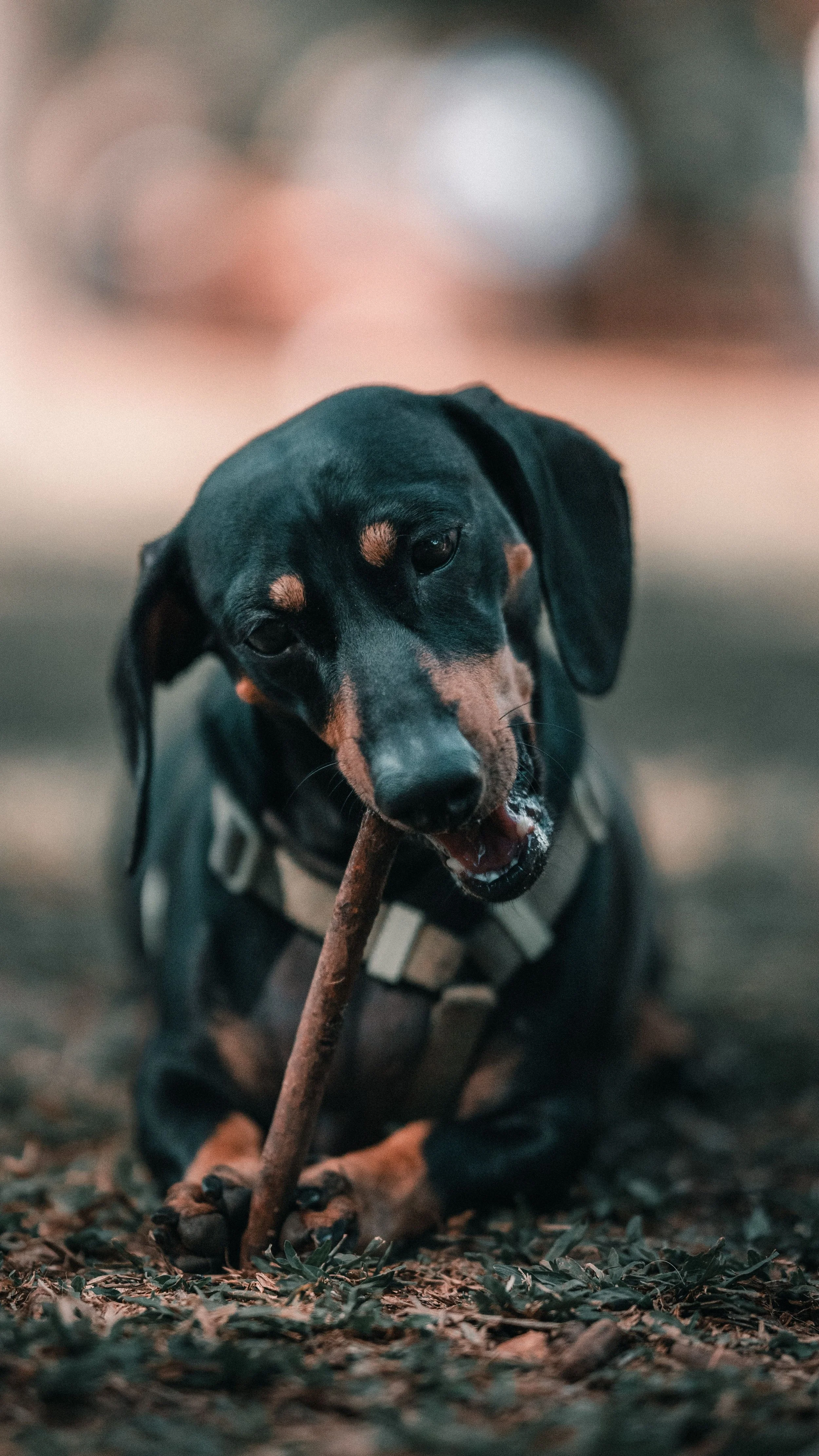 La mastication fatigue-t-elle vraiment le chien ?