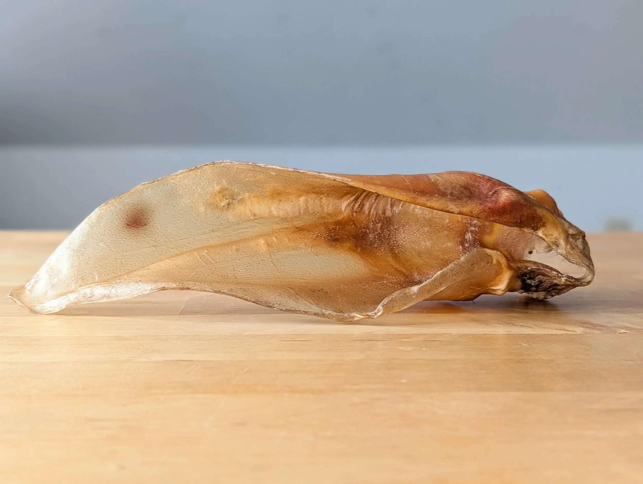 Mastication naturelle : Oreille de boeuf sêchée
