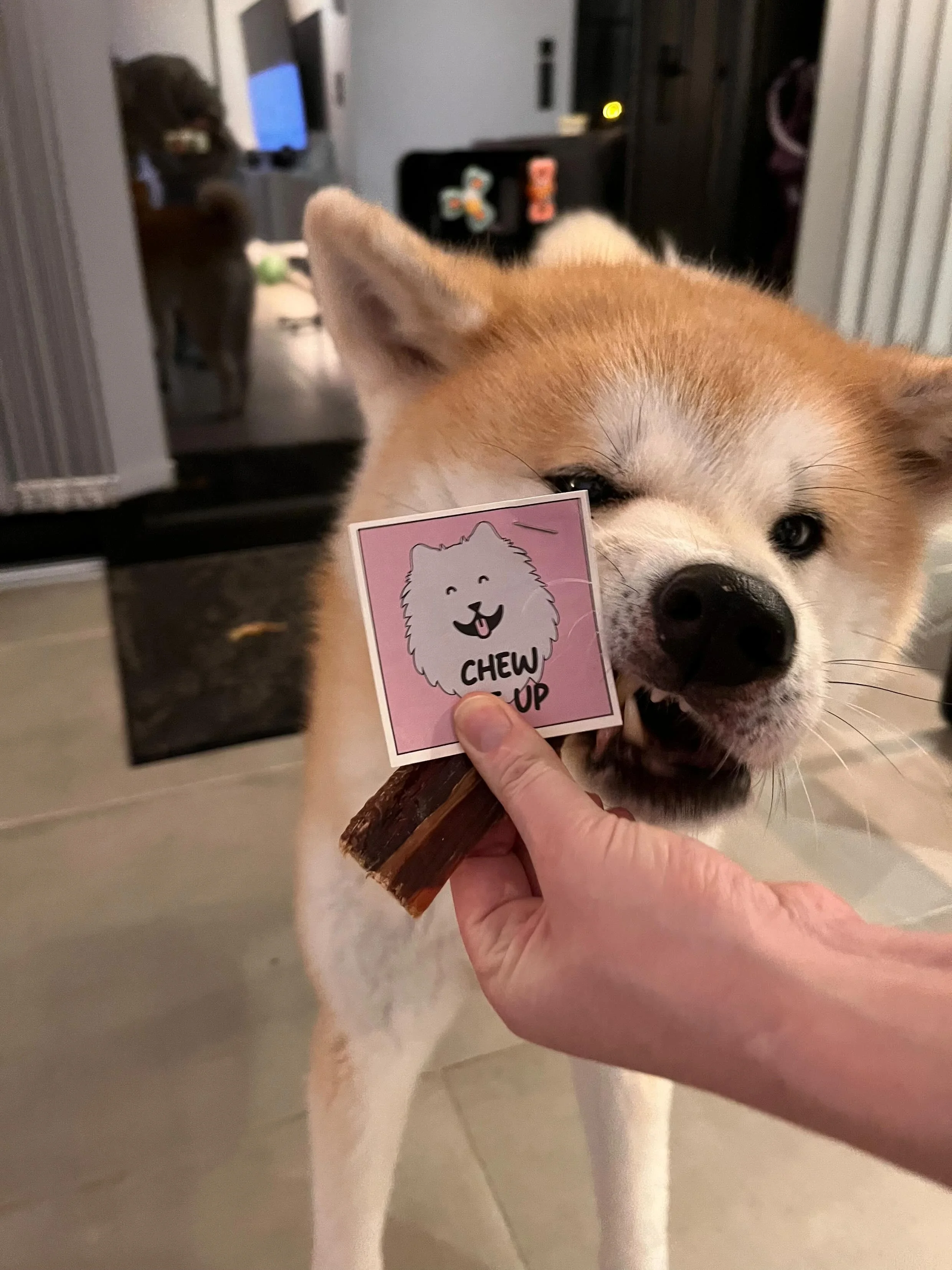 Un chien de race Husky avec un pelage blanc et marron, qui mord dans un jouet en bois. Une personne tient une carte avec un dessin de chien et l'inscription "CHEW AND UP". La scène se déroule à l'intérieur, dans une pièce avec un sol en carreaux.