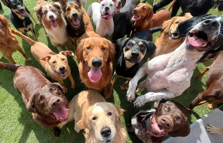groupe de chiens divers avec des expressions joyeuses, certains assis, autres debout, sur une pelouse verte
