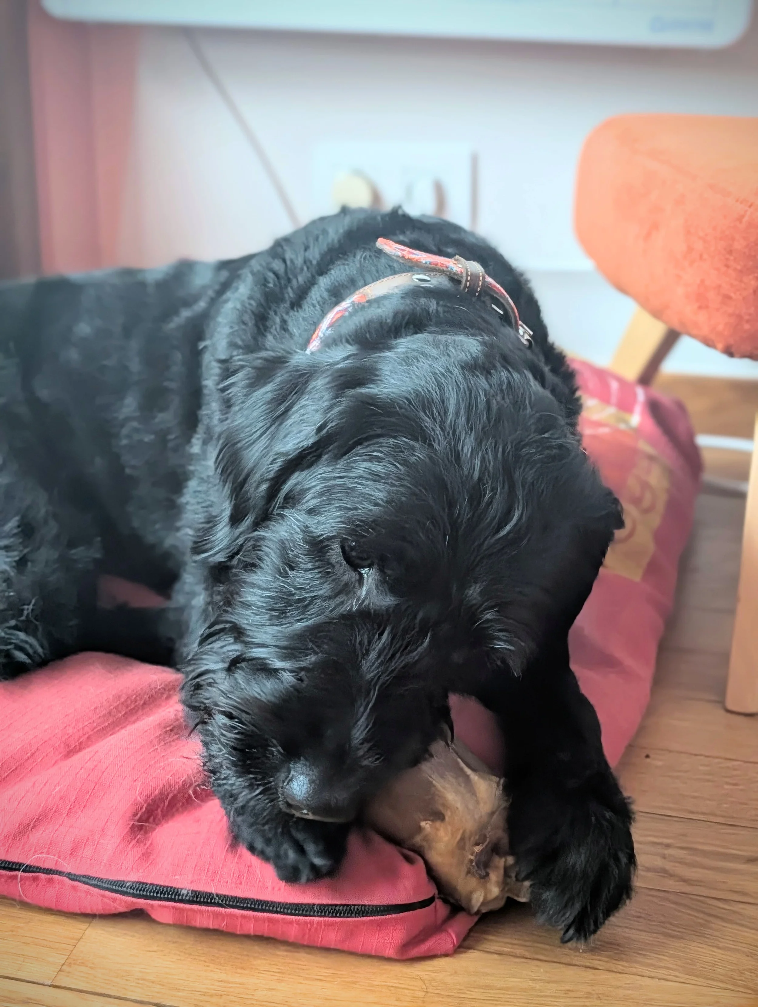 Un chien noir et brun couché sur une couverture rose sur un sol en bois, en train de dormir.