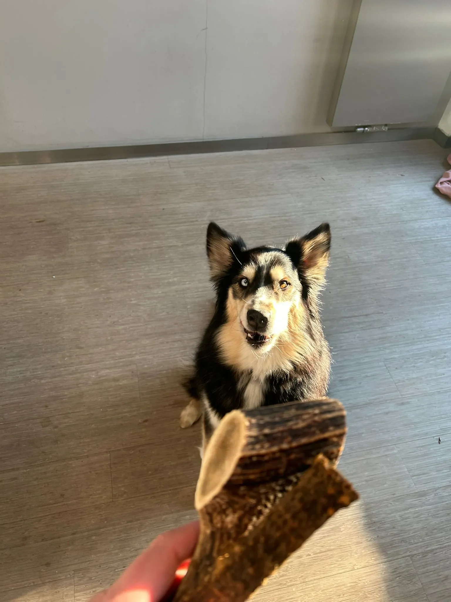 Un chien husky avec un pelage noir et blanc, oreilles pointues, regarde vers l'appareil photo, et une main tient une friandise en bois devant lui, dans une pièce avec un sol en bois et une porte métallique en arrière-plan.