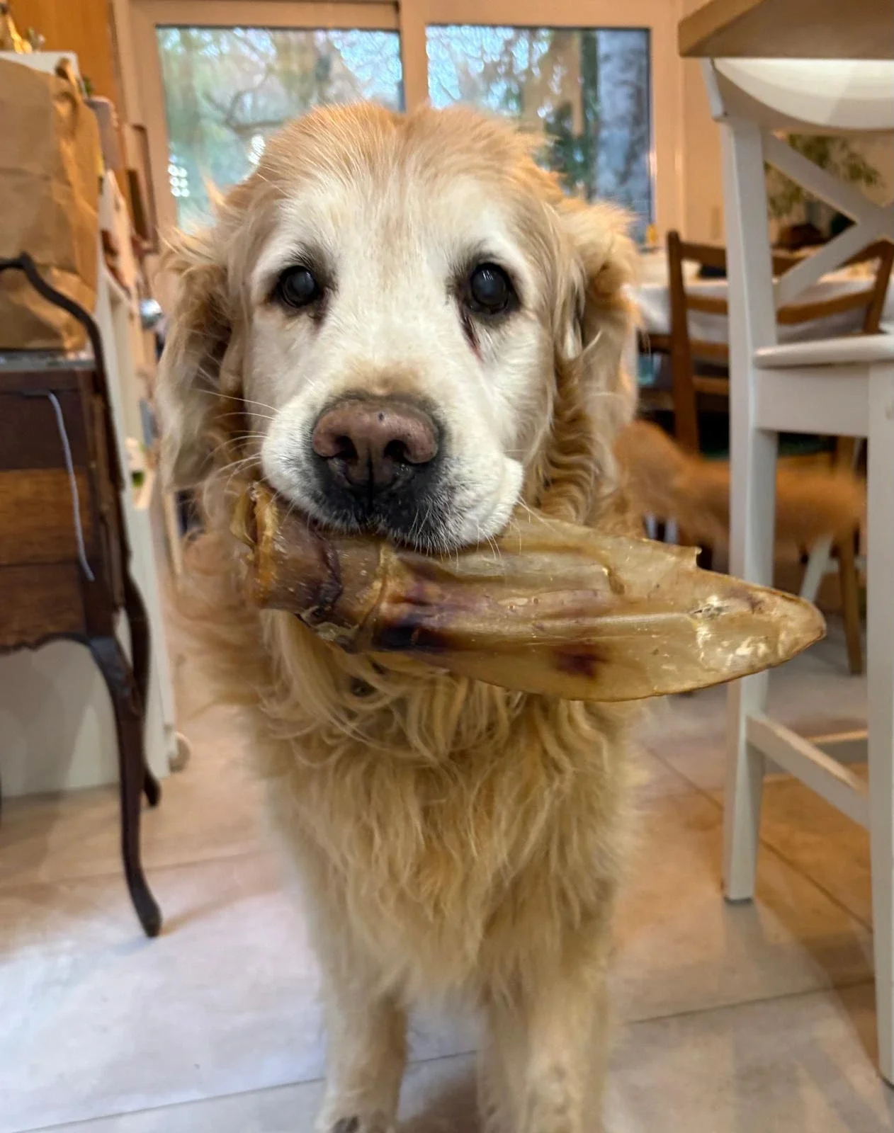 Vieux papy Golden Retriever qui se régale avec son petit os