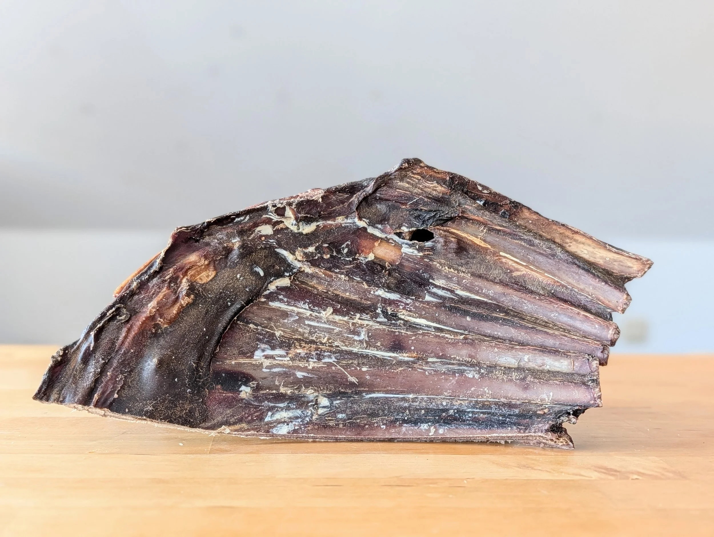 Mastication naturelle : côtes de gibier