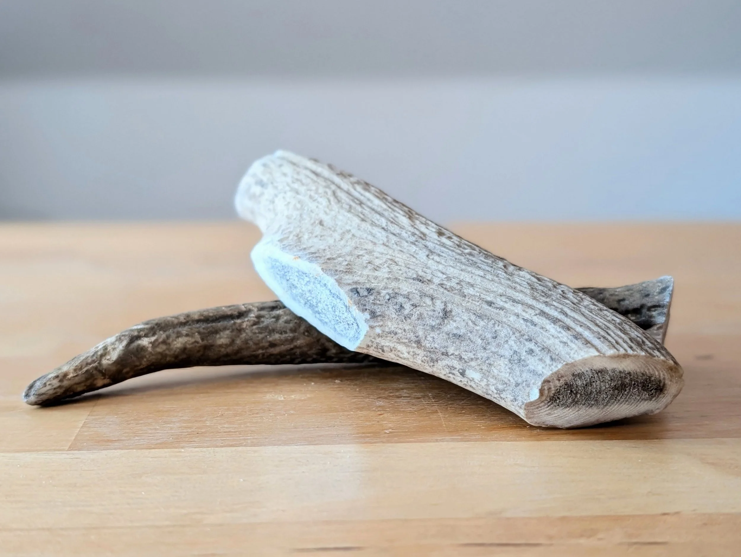 Mastication naturelle : Bois de cerf 