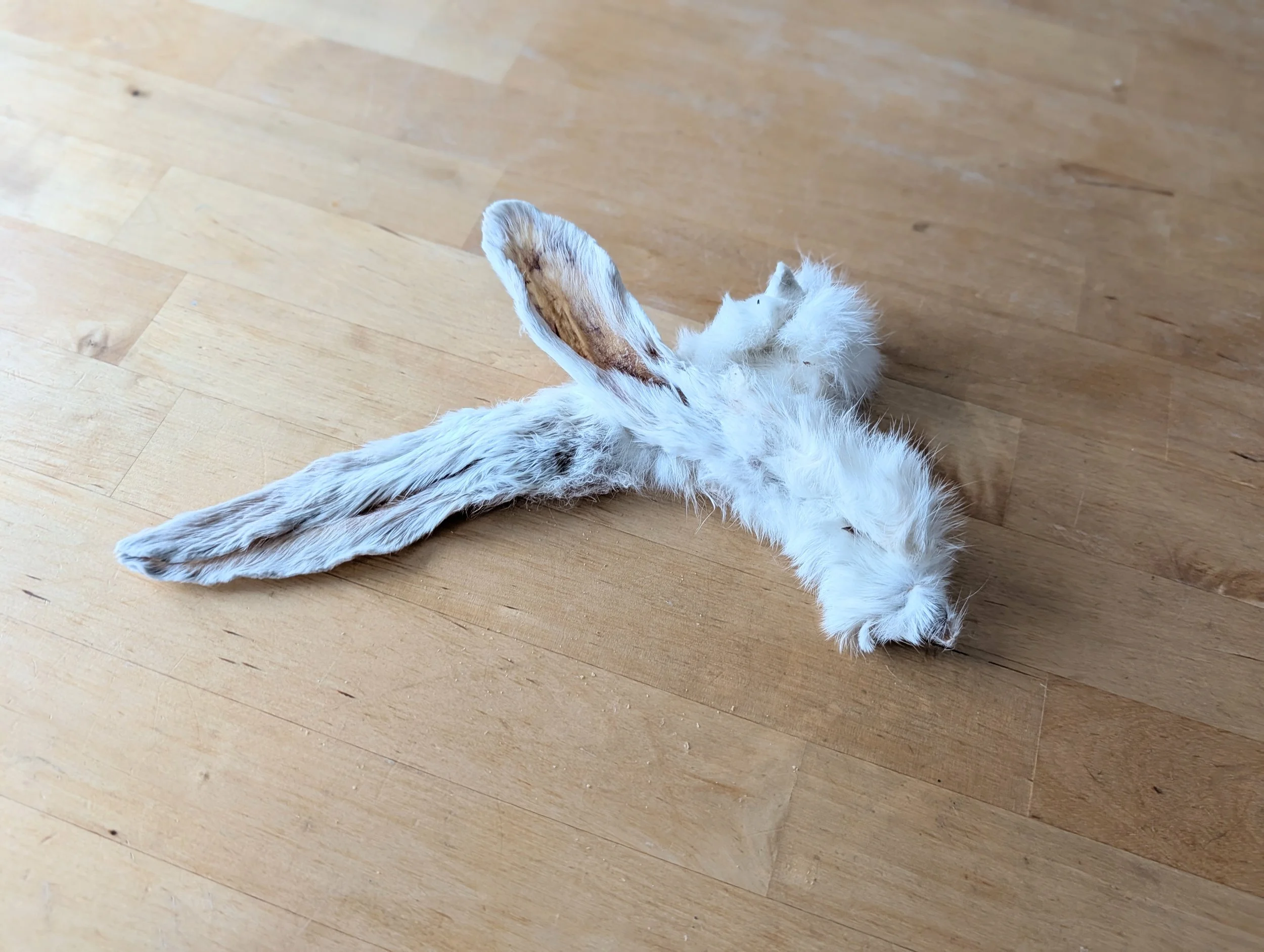 Mastication naturelle : oreilles de lapin