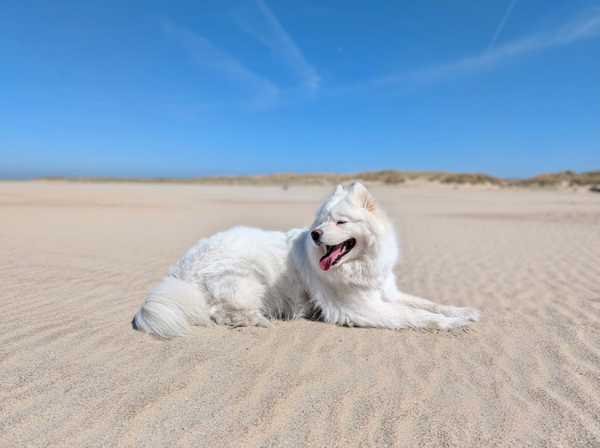 Bao, petit chien blanc, qui est couché à la plage sur fond ciel bleu