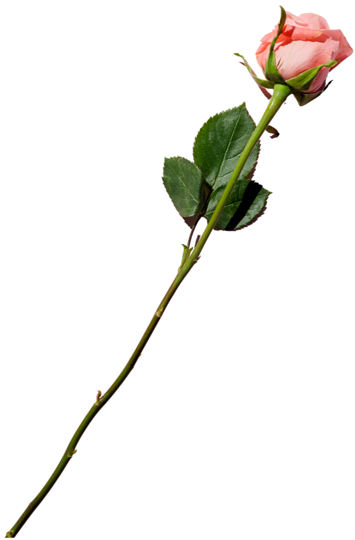 A single pink rose with a green stem and leaves, isolated on a black background.