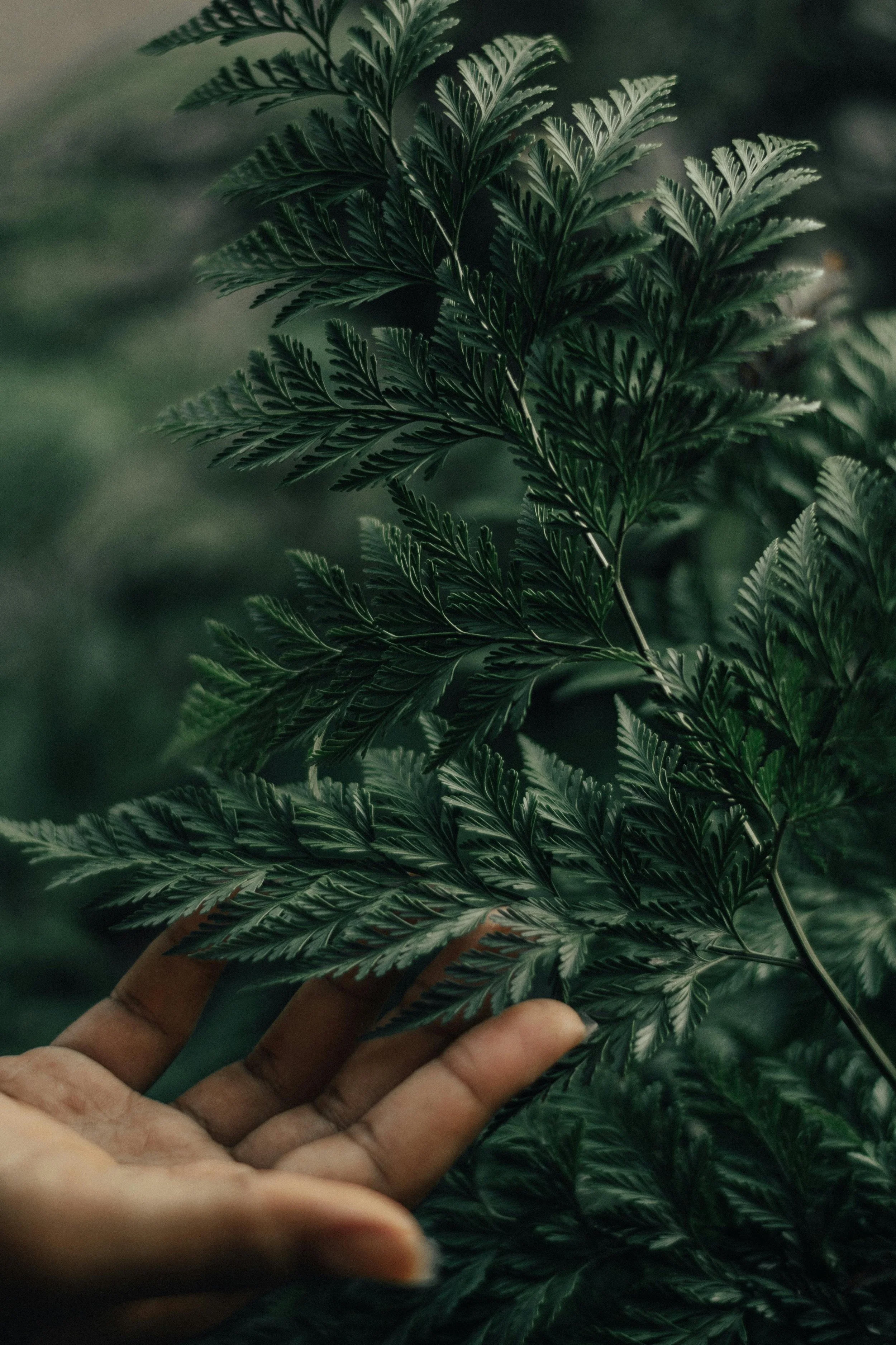 Close-up of a person's hand touching dark green, feathery fern leaves in a lush, dense outdoor setting.