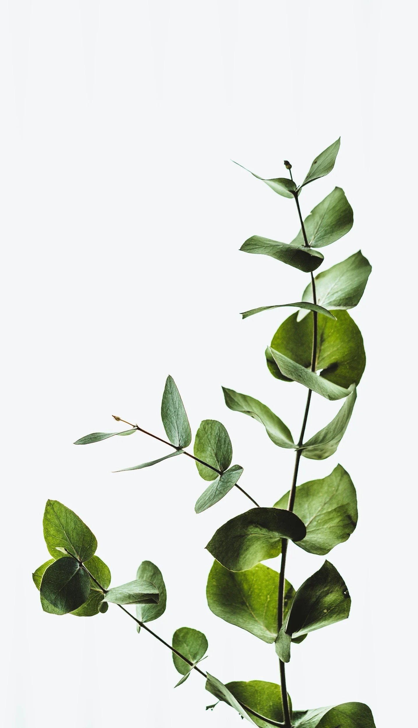 Close-up image of a green leafy plant with a simple white background.