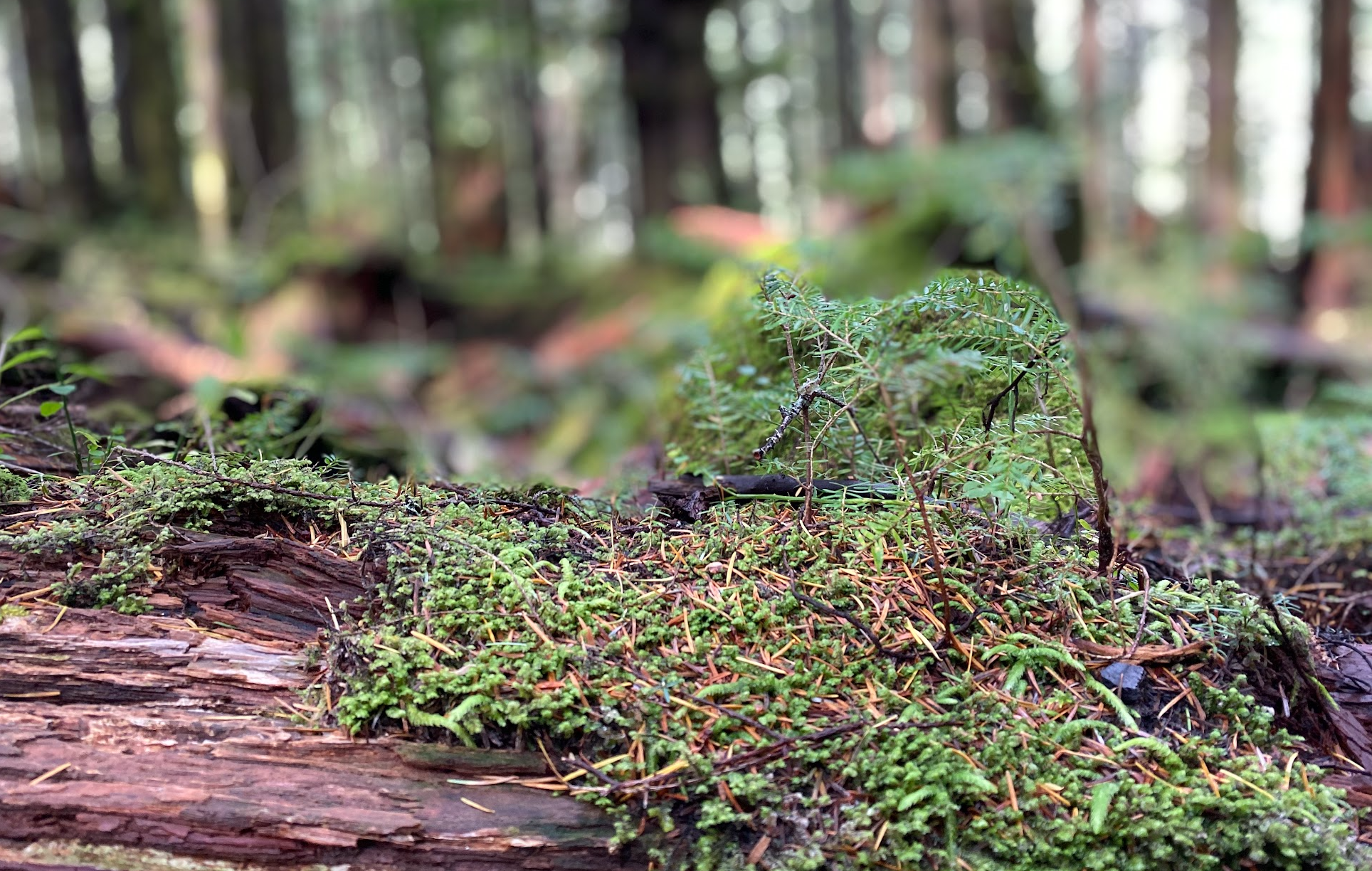 A close-up view of a forest floor with moss, small plants, and fallen logs, with trees blurred in the background.