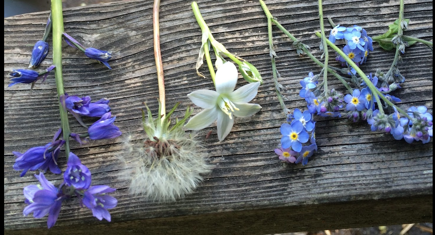 Three bunches of blue and white flowers and a dandelion seed head arranged on a weathered wooden surface.