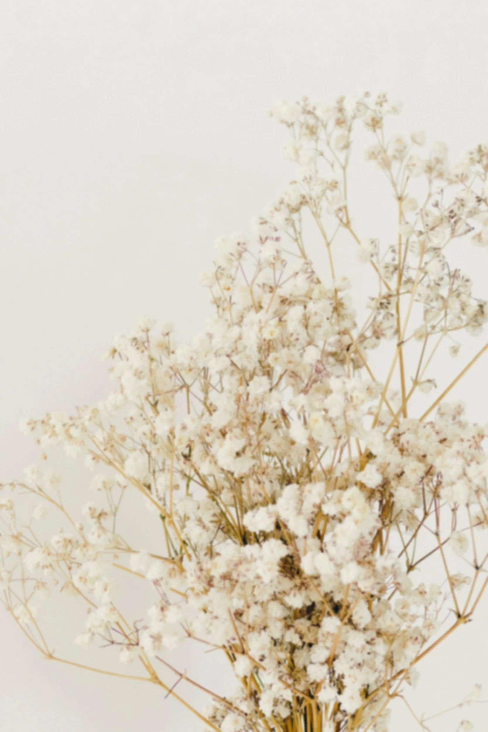 A bunch of dried white flowers against a white background.