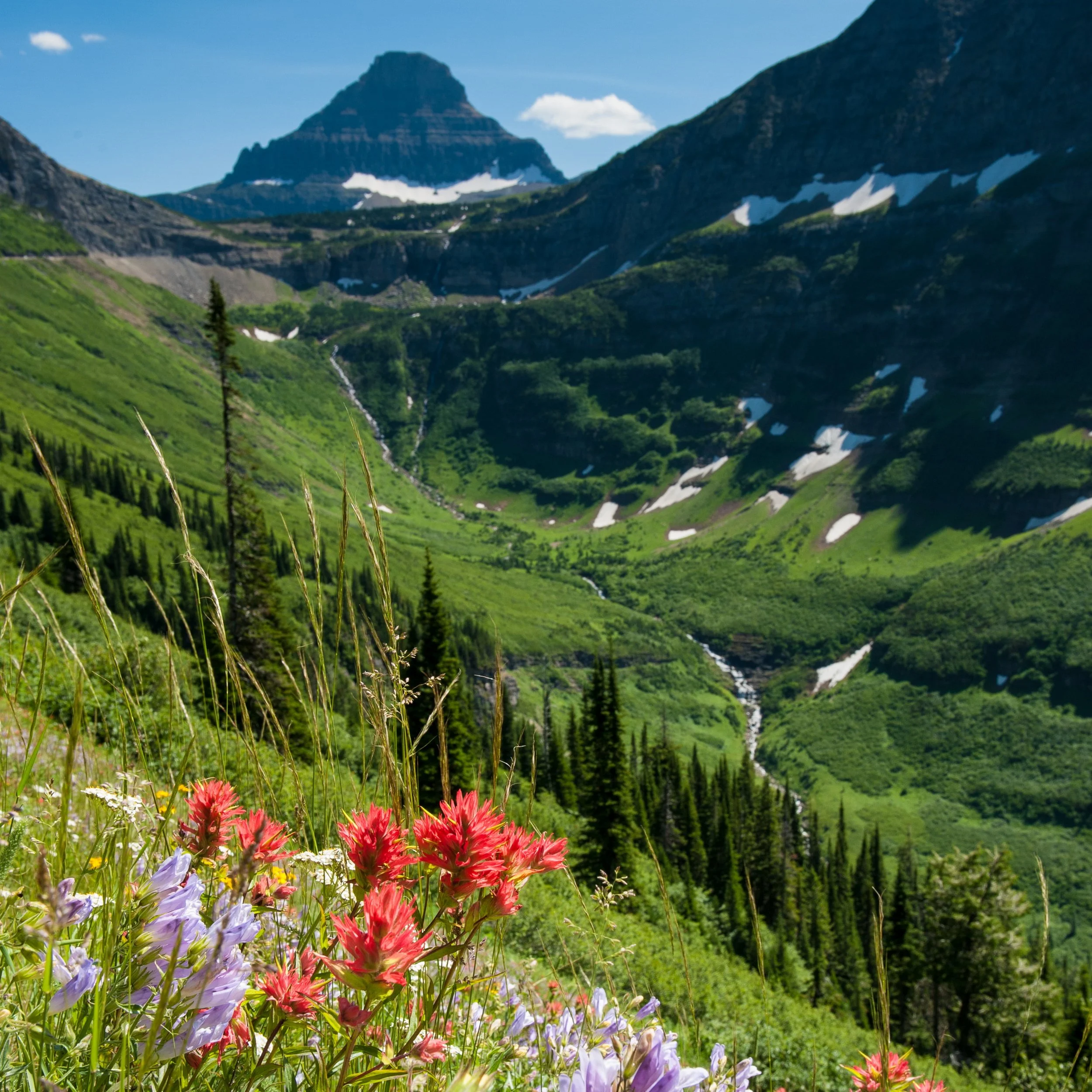 Wildflowers along the Going-to-the-Sun road in Glacier National Park.
