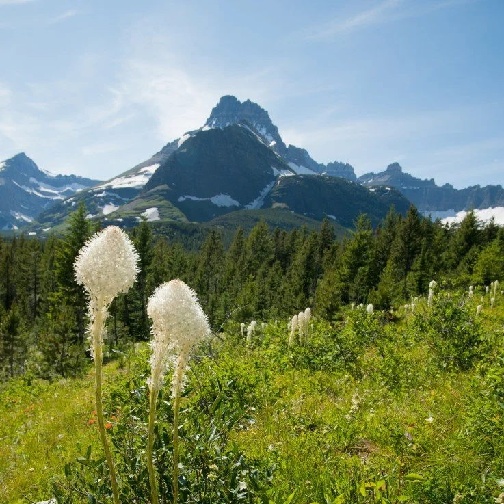 A scenic landscape with tall white flowers in the foreground, a dense forest of green trees in the middle ground, and snow-capped mountains in the background under a partly cloudy sky.