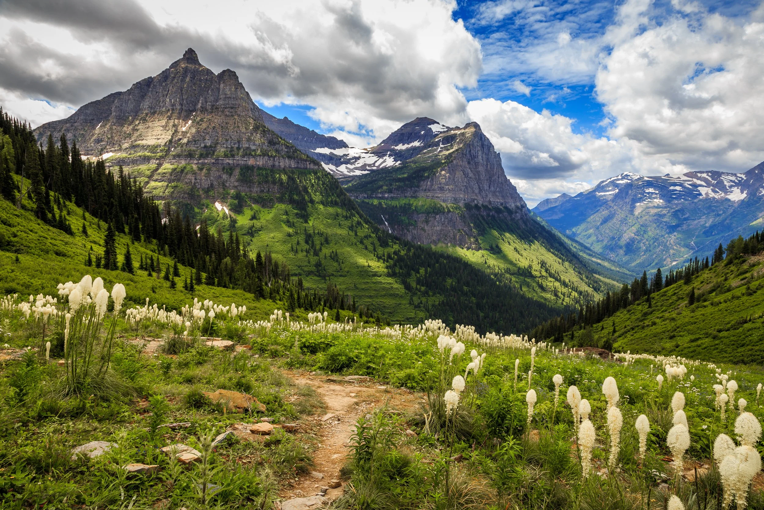 Glacier National Park peaks, lush green slopes with beargrass and wildflowers, under a blue sky with fluffy clouds.