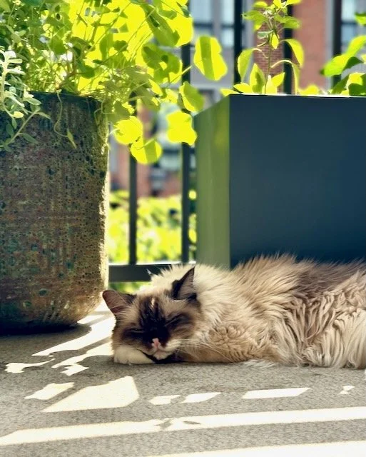 Cat on balcony containers in background