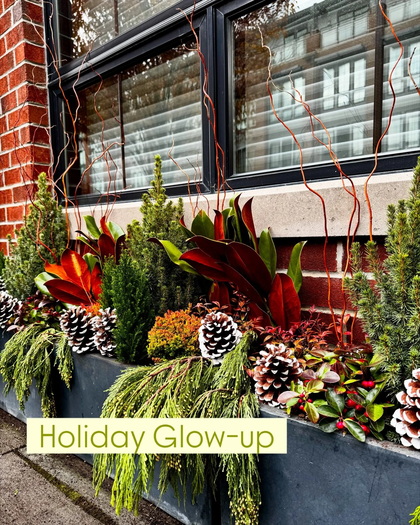 All you need is greens!

Thanks @pambruce57 for always being open to trying something different!

#CurlyWillow #MagnoliaLeaves #CedarStems #FrostedPineCones