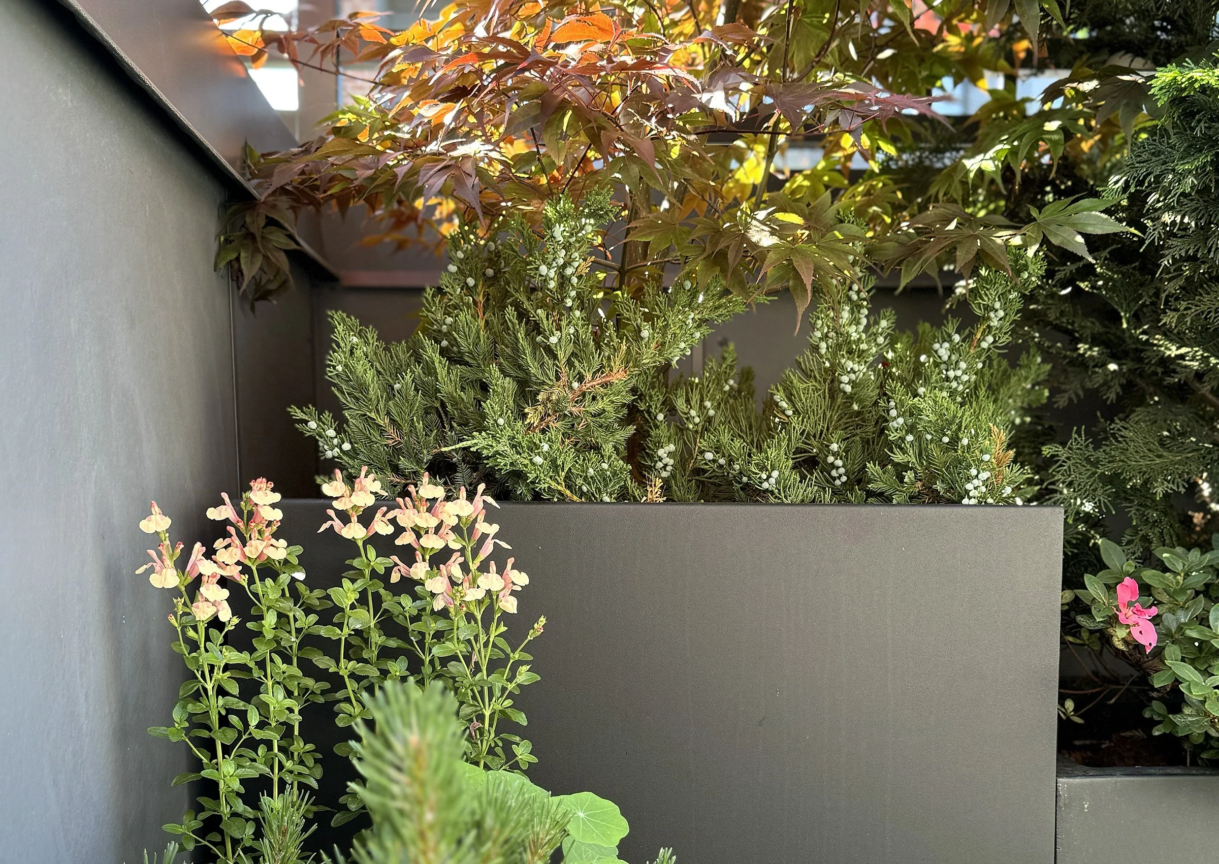 grey metal planter with evergreens, flowers, japanese maple