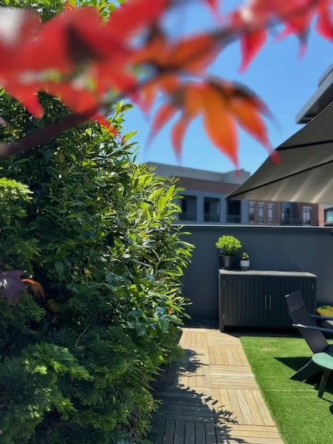 evergreen and japanese maple trees in metal container garden