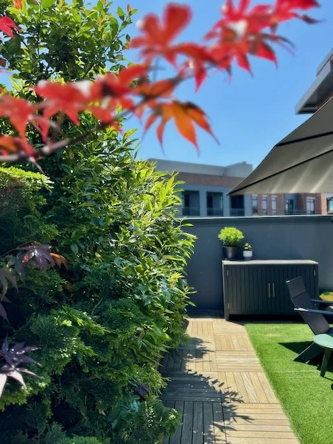 Terrace Trees_JapaneseMaple