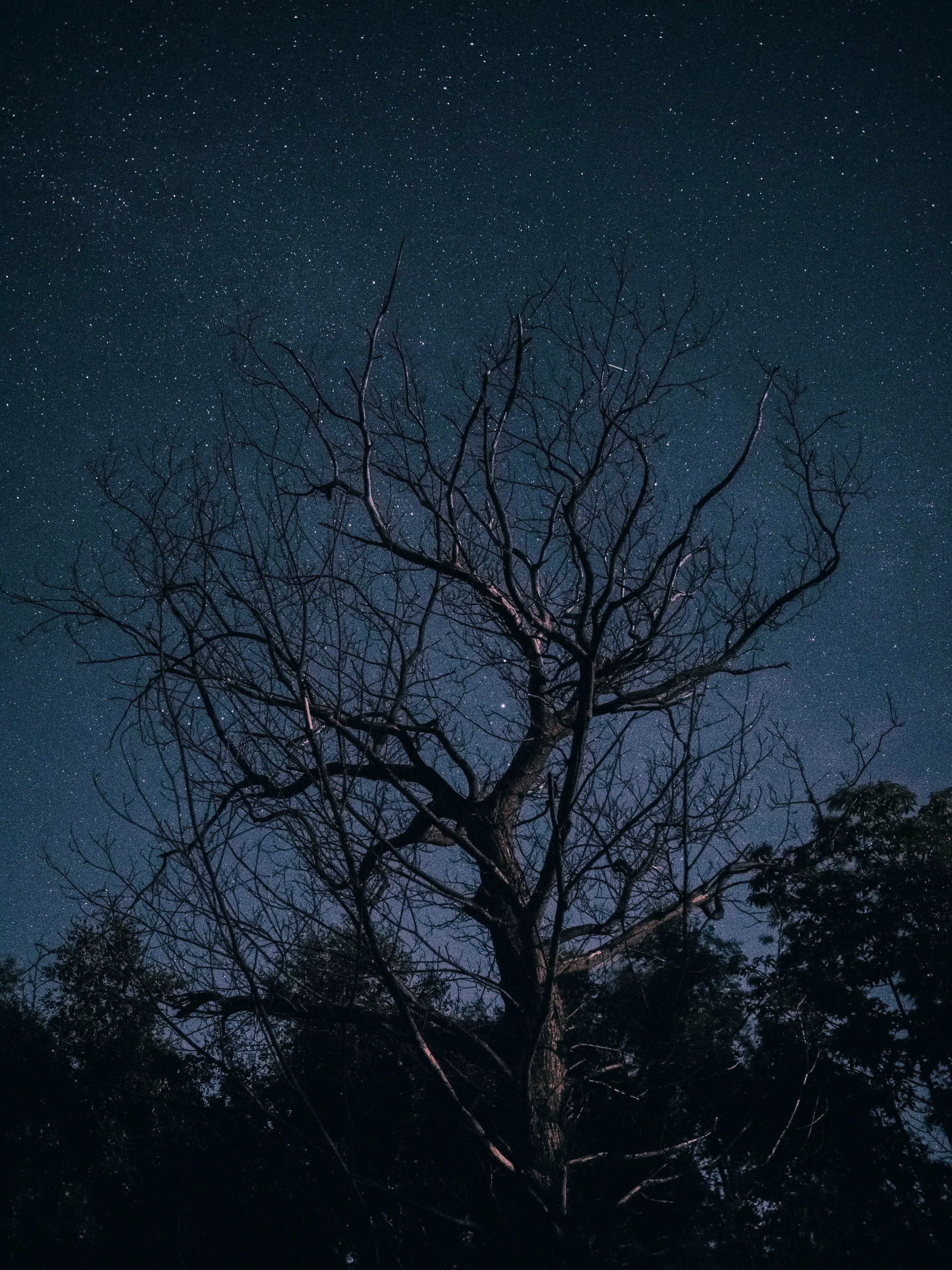Night sky filled with stars and a silhouette of a leafless tree in the foreground.