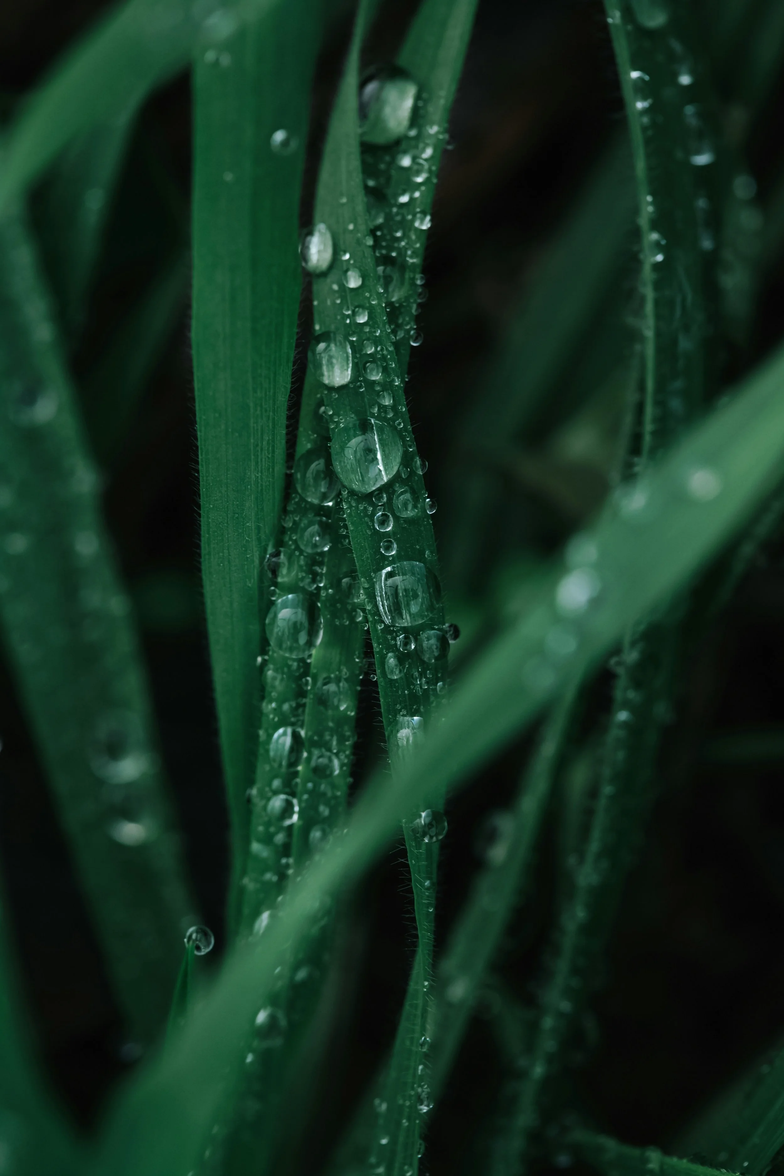 Close-up of green grass blades with water droplets on them.