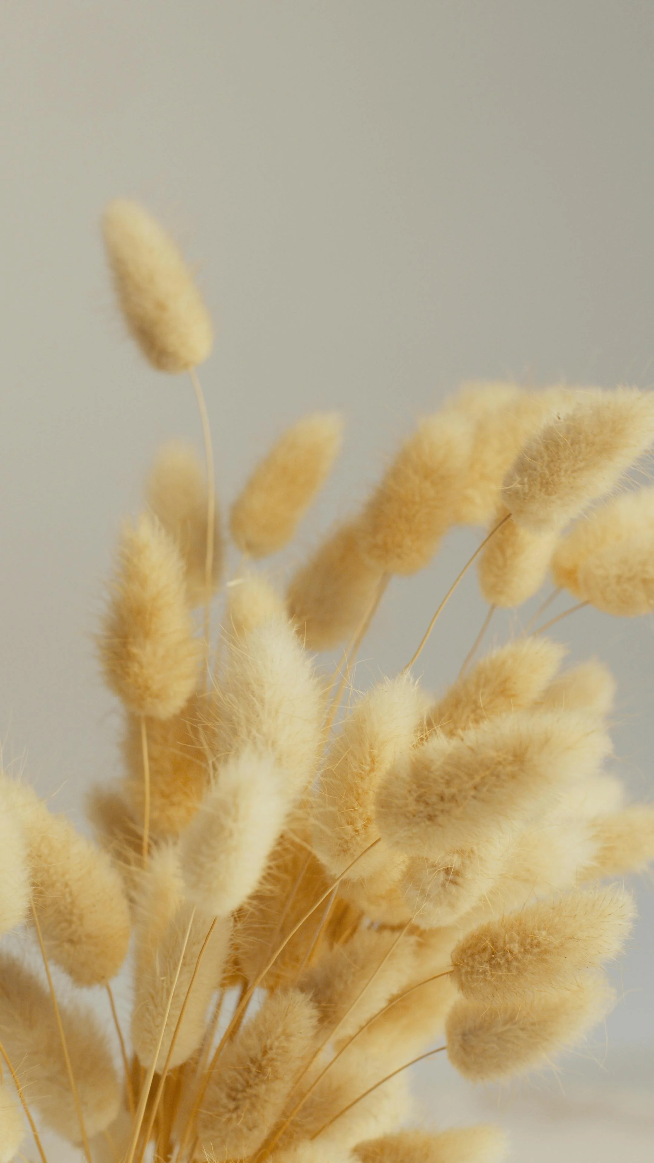 A close-up of beige fluffy dried flowers, arranged in a bouquet against a neutral background.