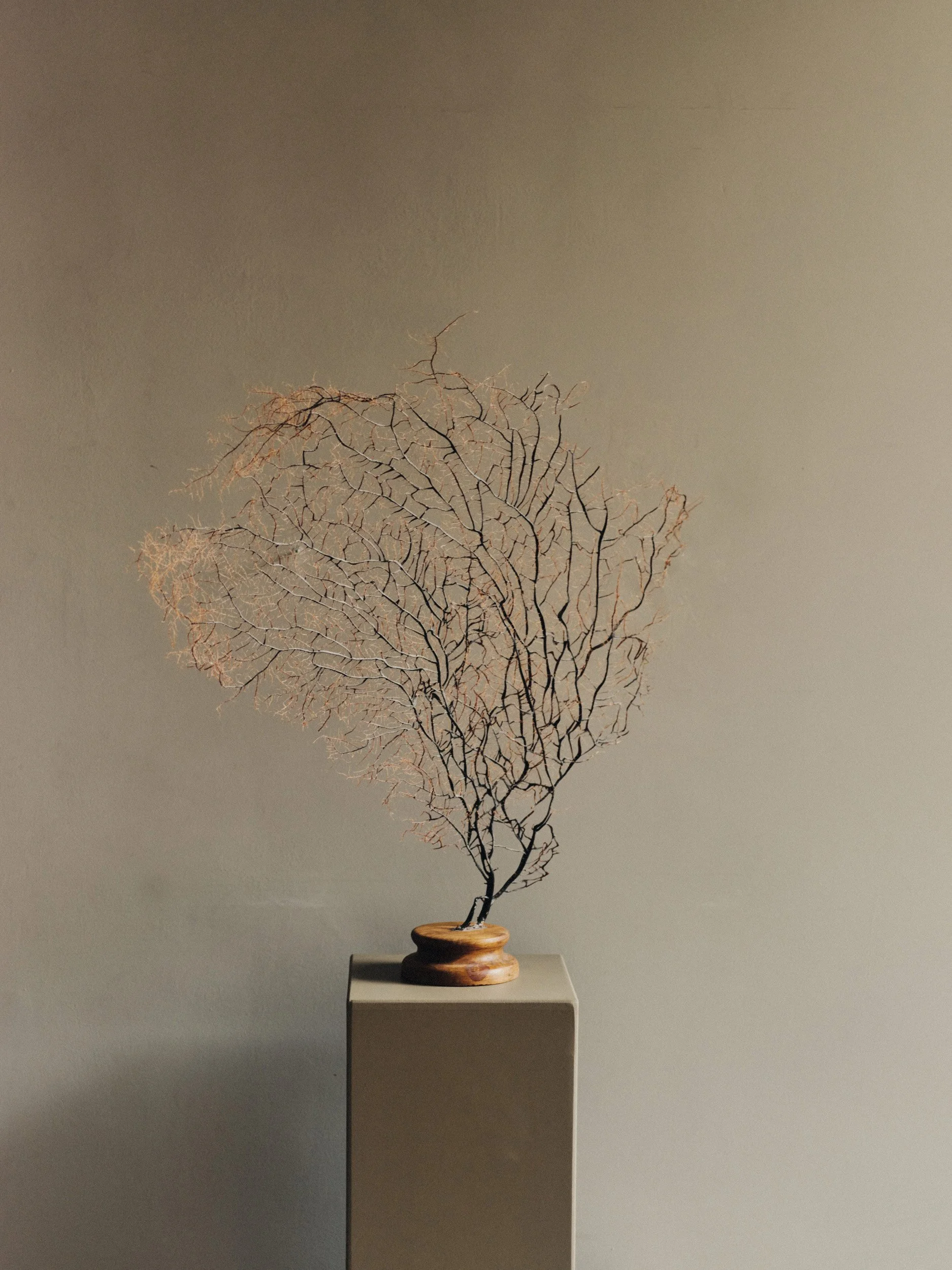 LARGE SEA FAN