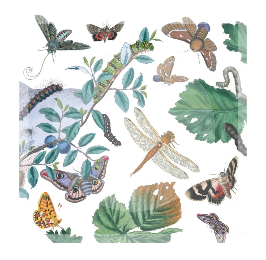 Acrylic Soap Dish-English Moths & Insects