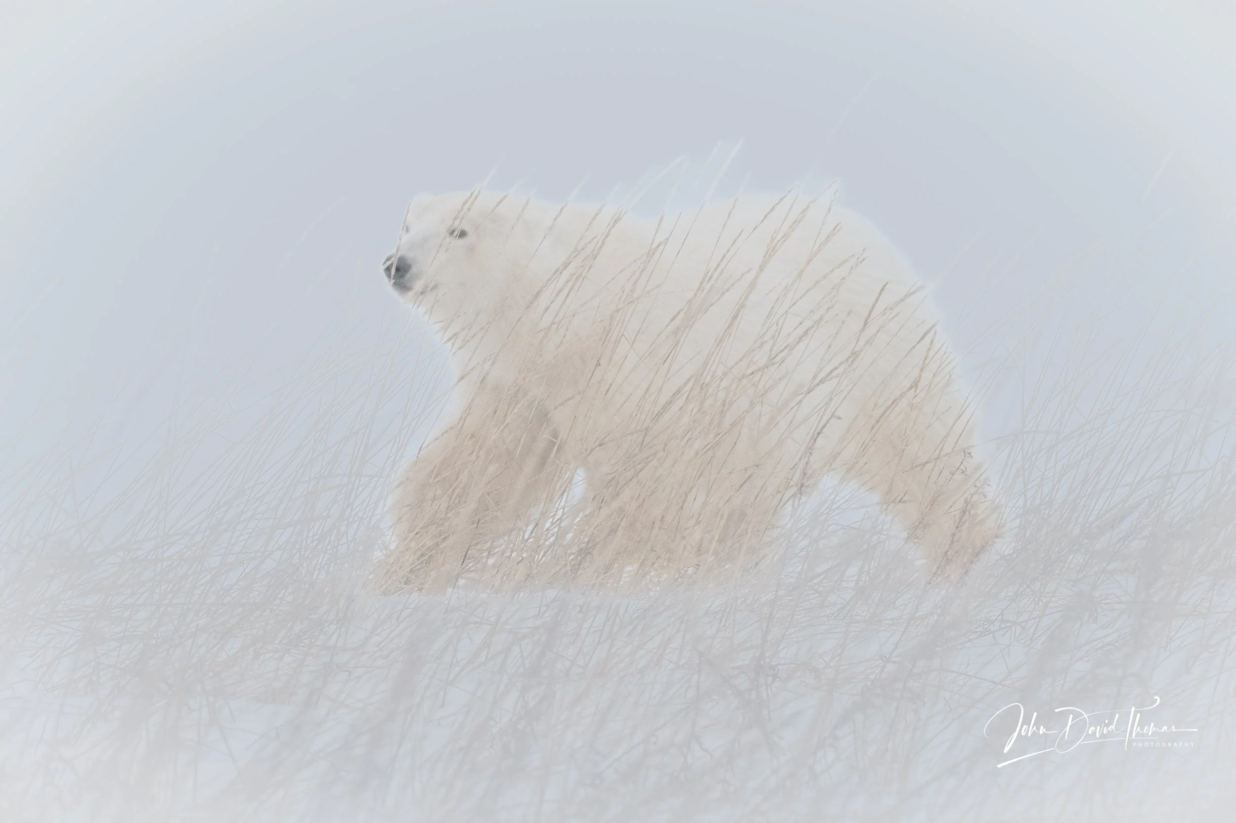 John Thomas, 1st Place, “Through The Reeds”